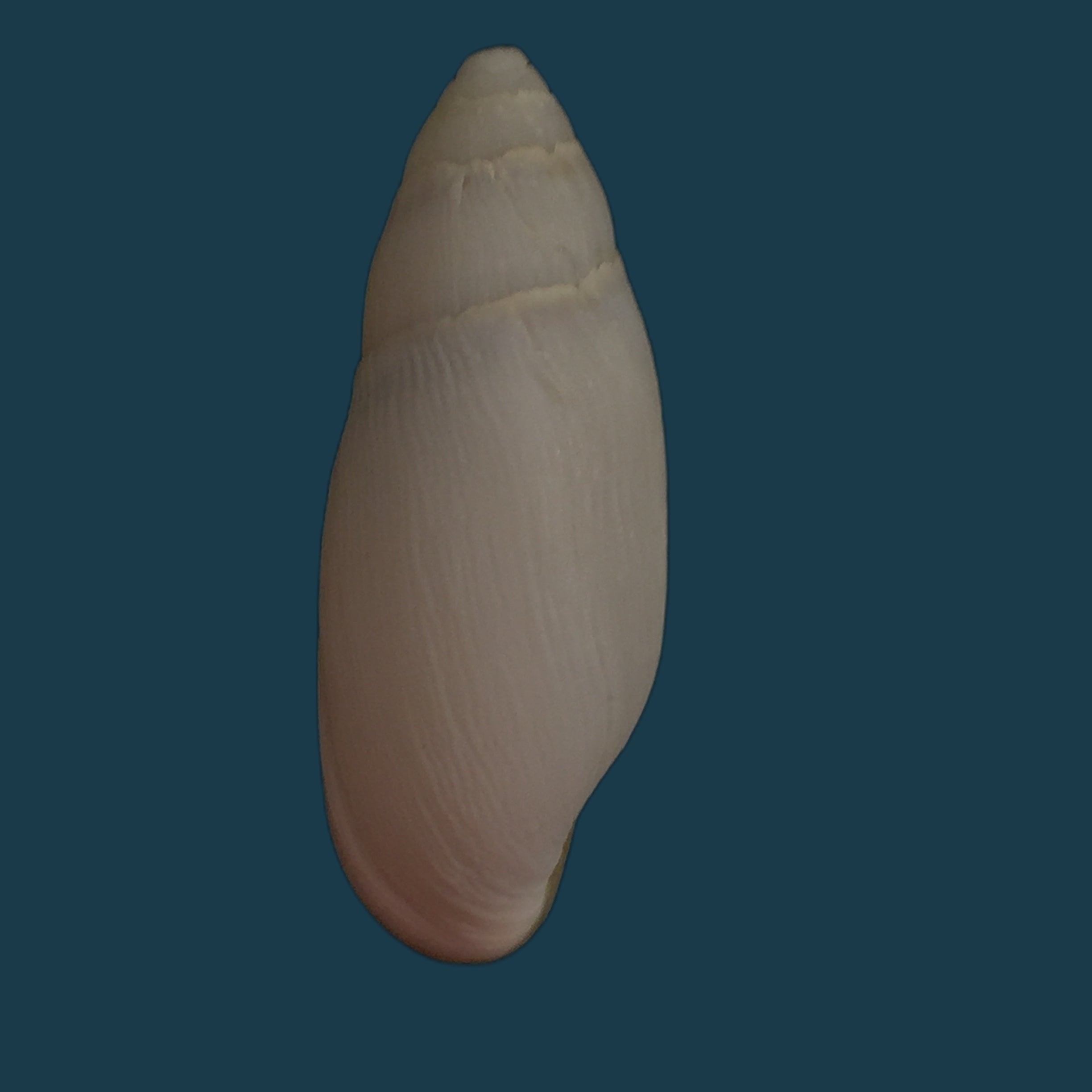 Ellobium aurisjudae (Linnaeus, 1758) - 51,9mm