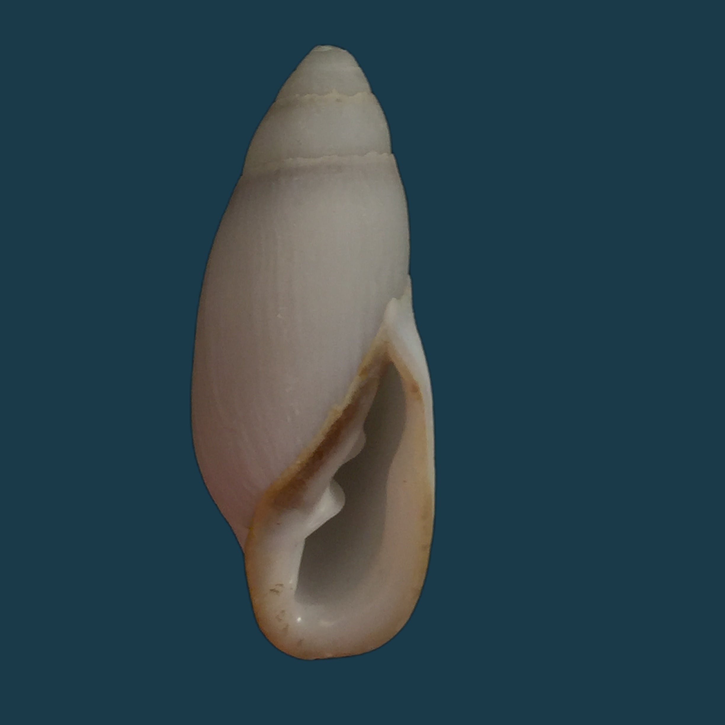 Ellobium aurisjudae (Linnaeus, 1758) - 51,9mm