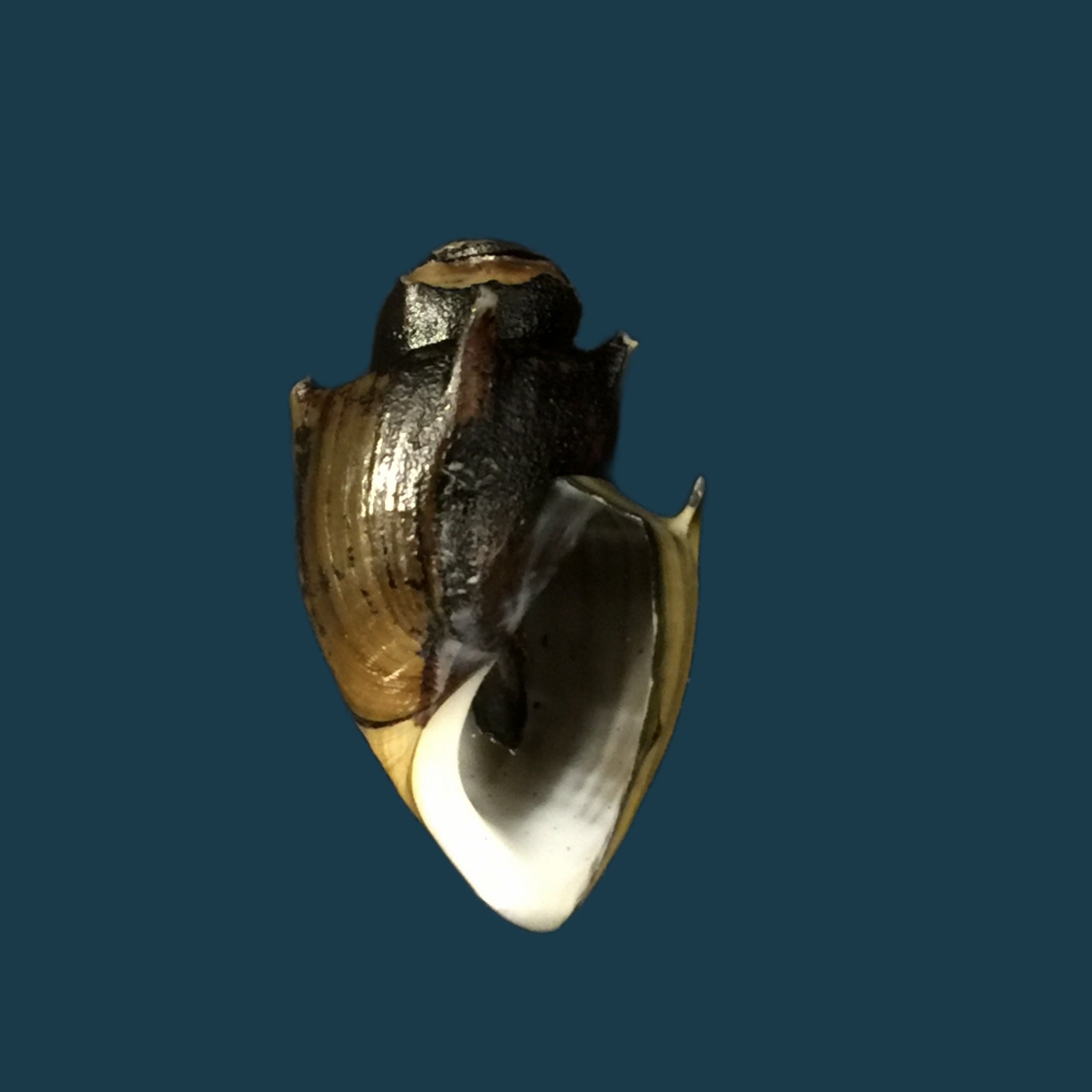 Thiara cornuta (Lea, 1850) - 30,2mm