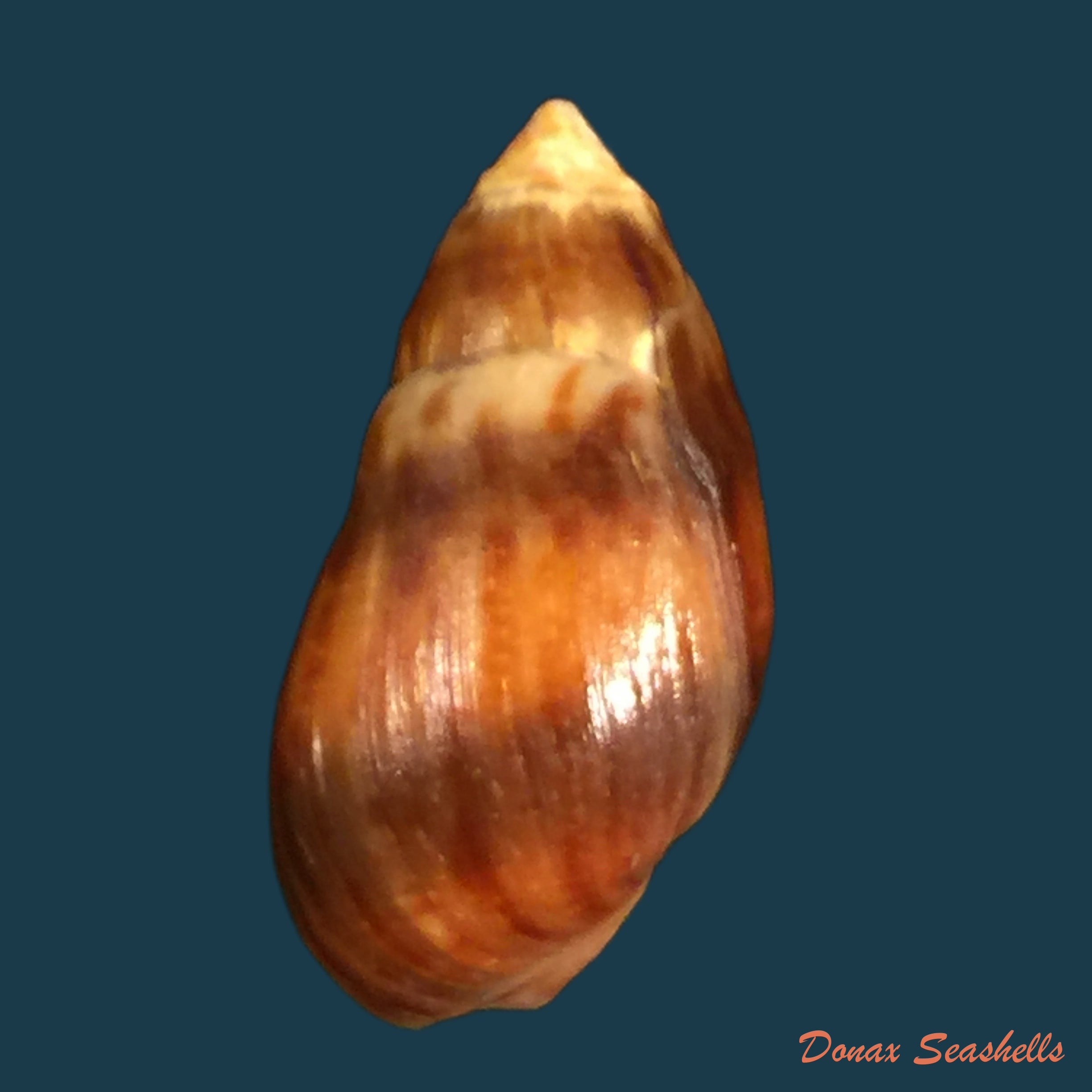 copia-de-melanopsis-amabilis-pallary-1927