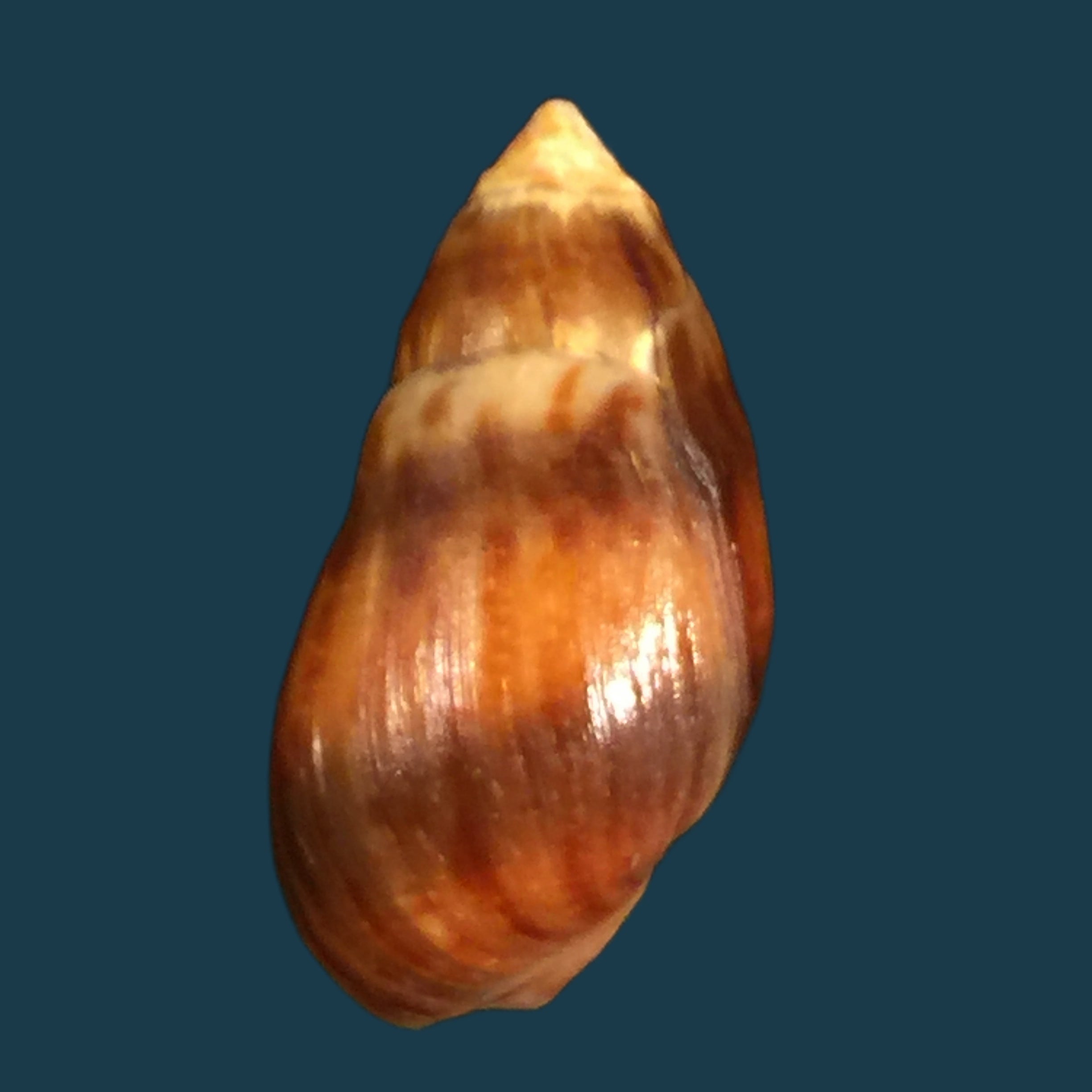 Melanopsis attenuata (Pallary, 1920) - 21,4mm