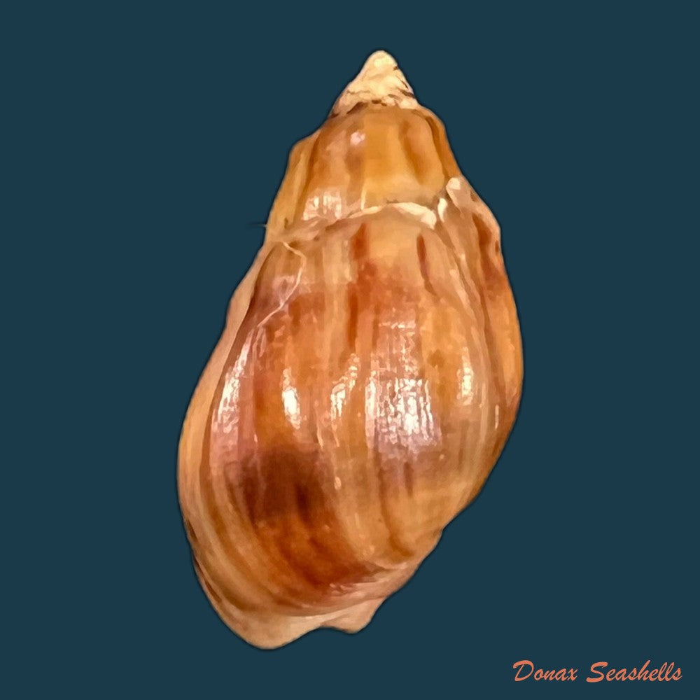 copia-de-melanopsis-amabilis-pallary-1928