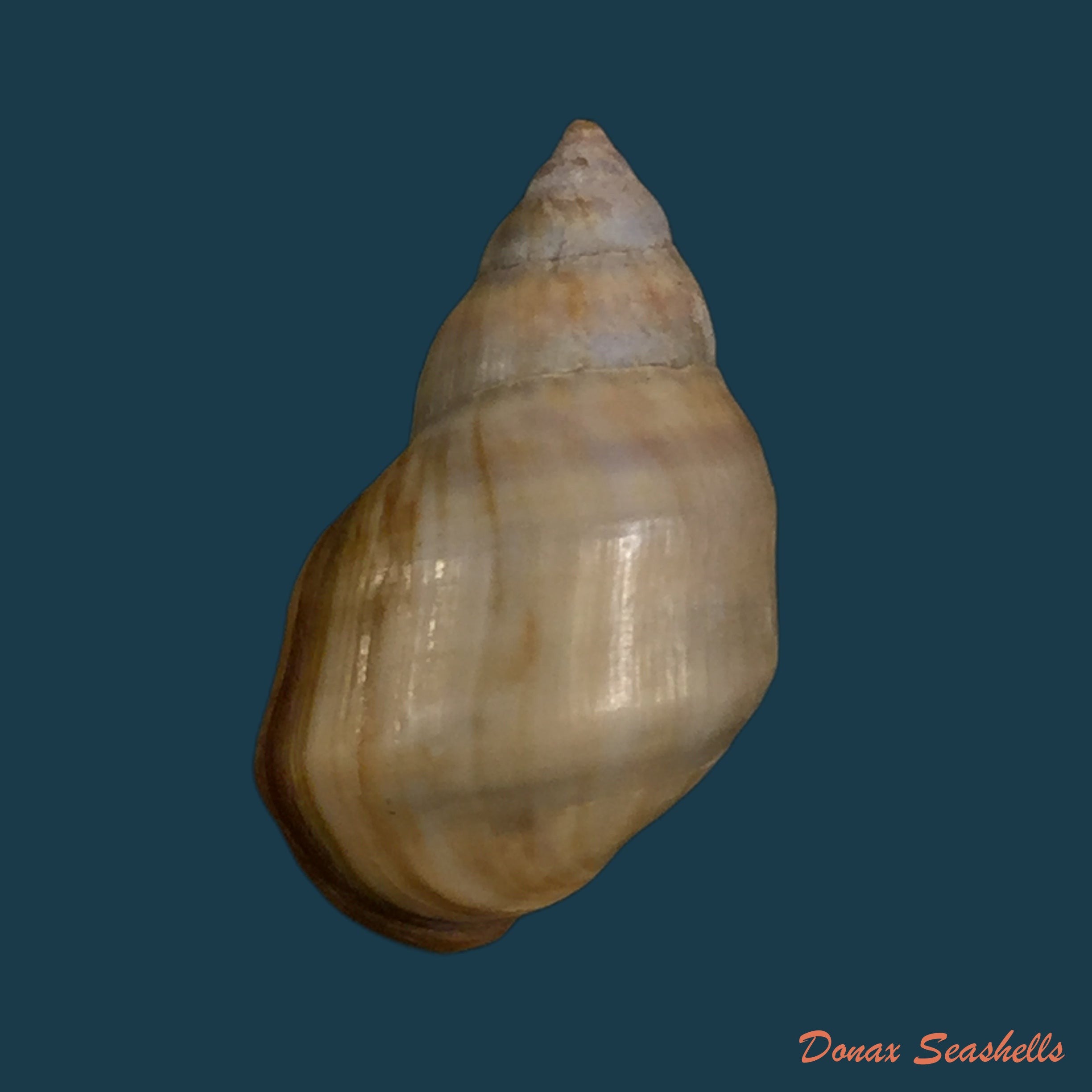 copia-de-melanopsis-attenuata-pallary-1920