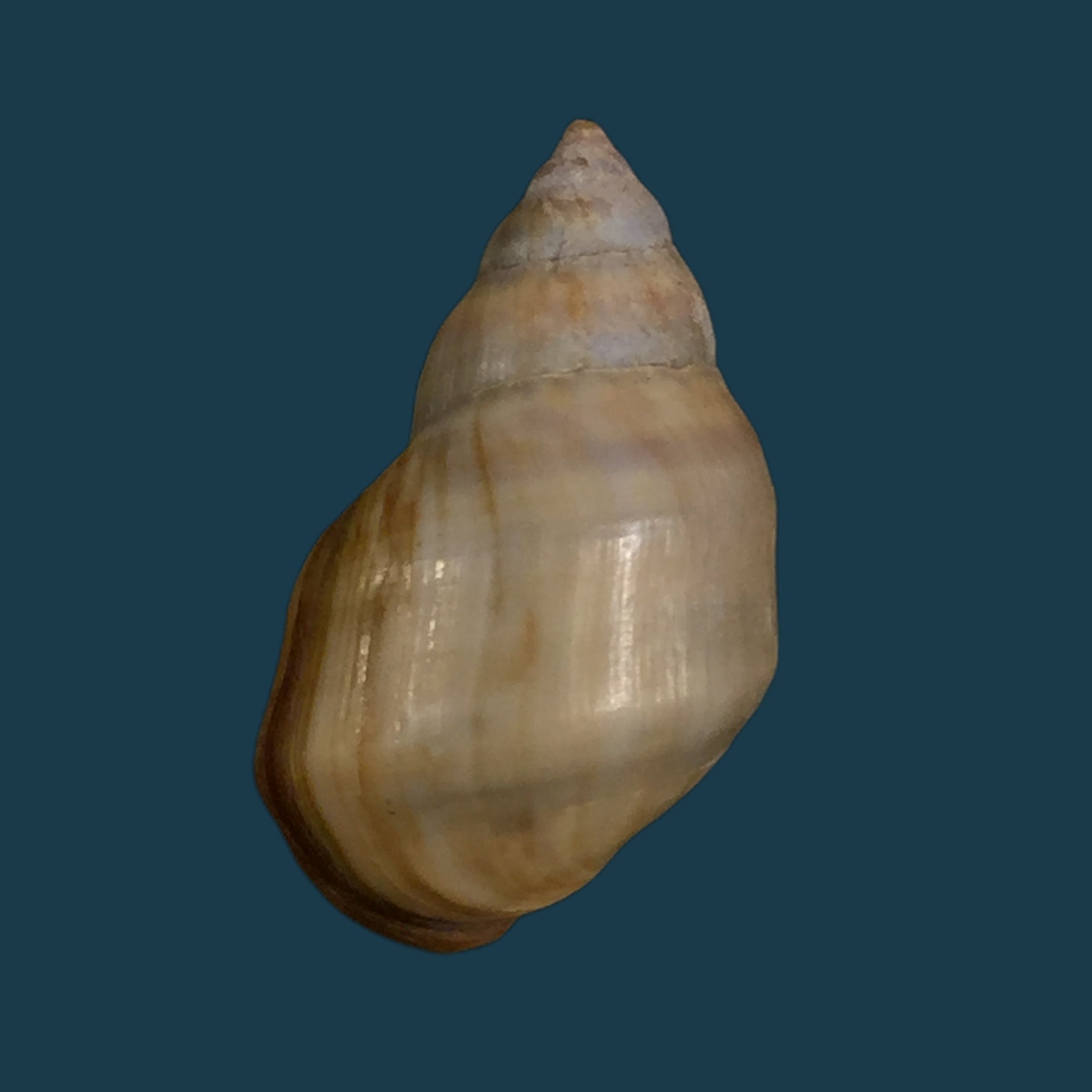 Melanopsis mourebeyensis Pallary, 1901 - 21,8mm