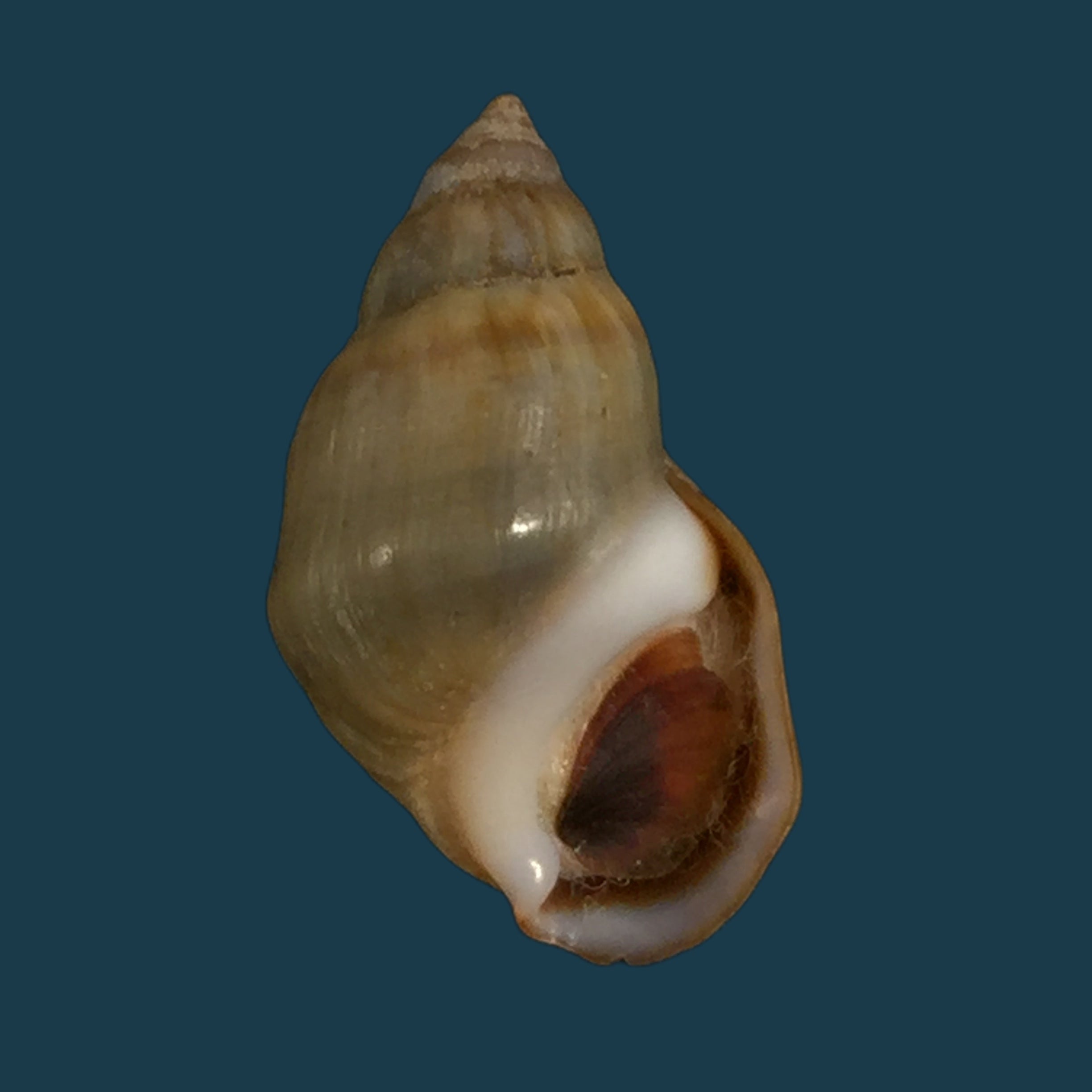 Melanopsis mourebeyensis Pallary, 1901 - 21,8mm