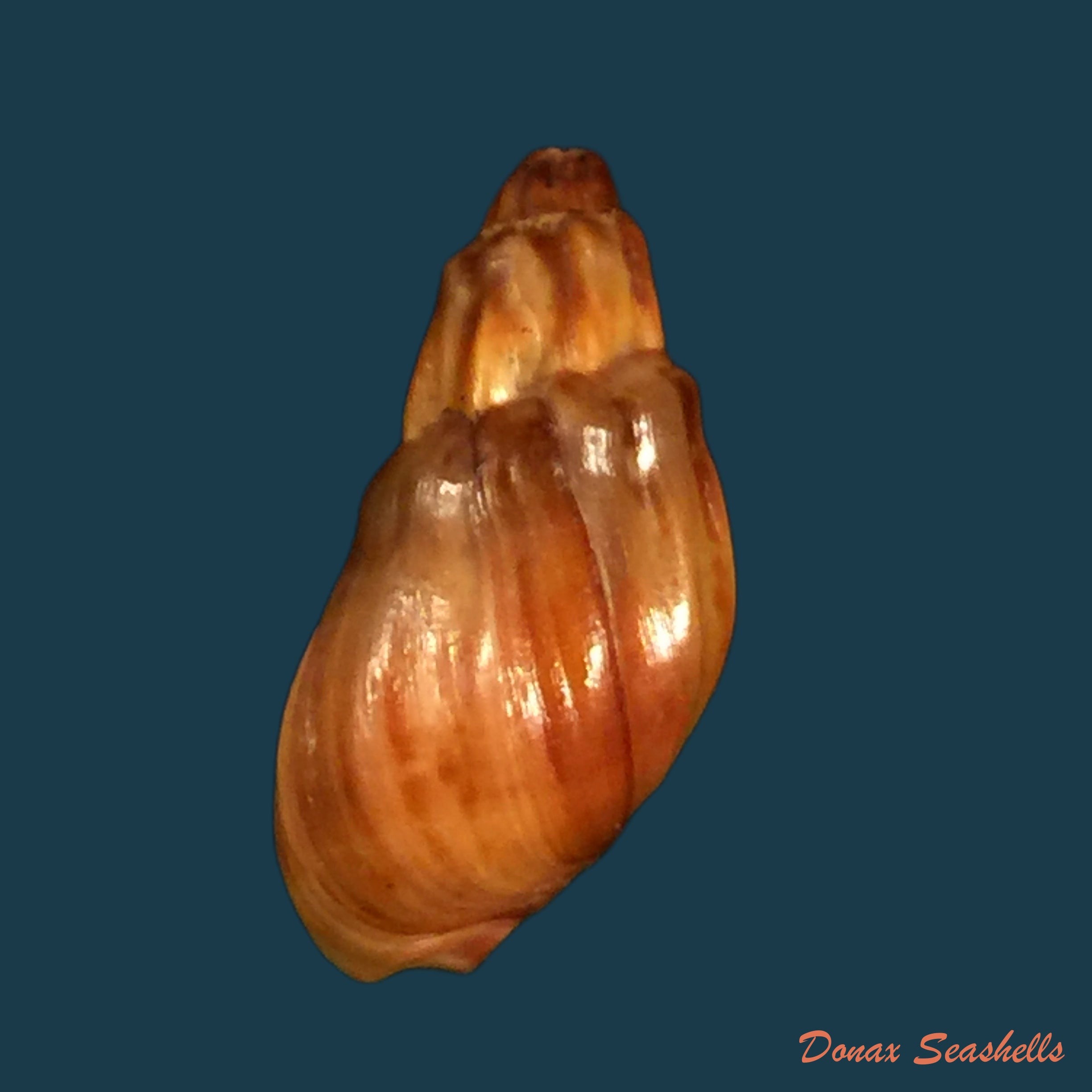 copia-de-melanopsis-edrissiana-pallary-1918