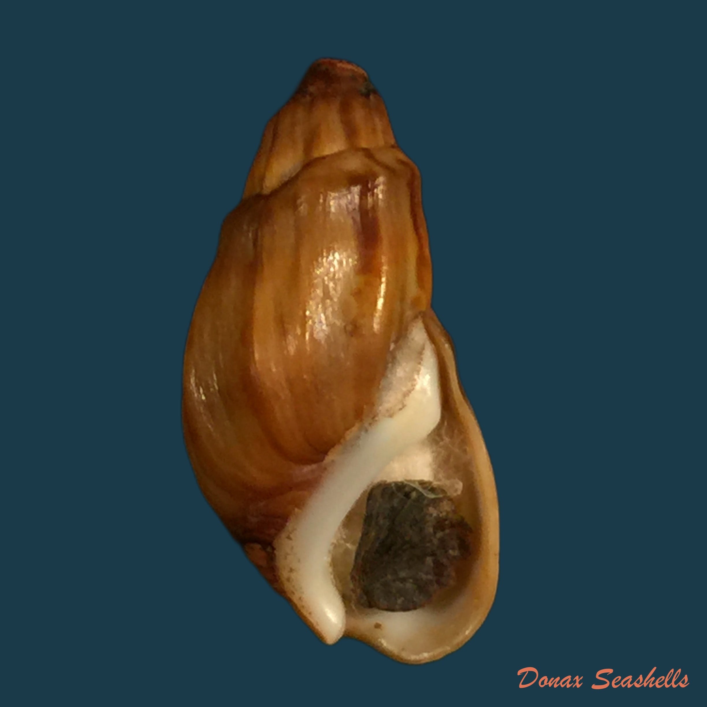 copia-de-melanopsis-edrissiana-pallary-1918