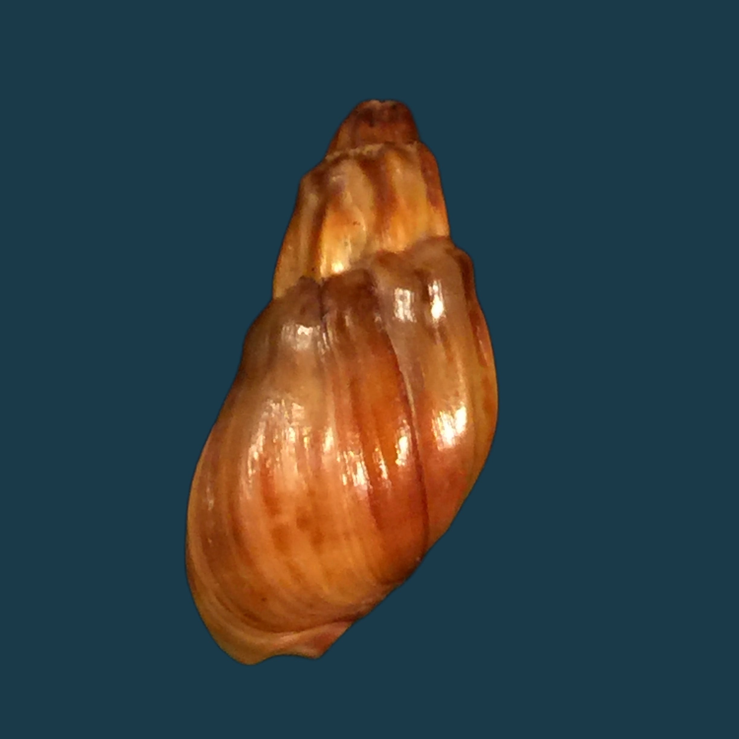 Melanopsis amabilis (Pallary, 1927) - 23mm