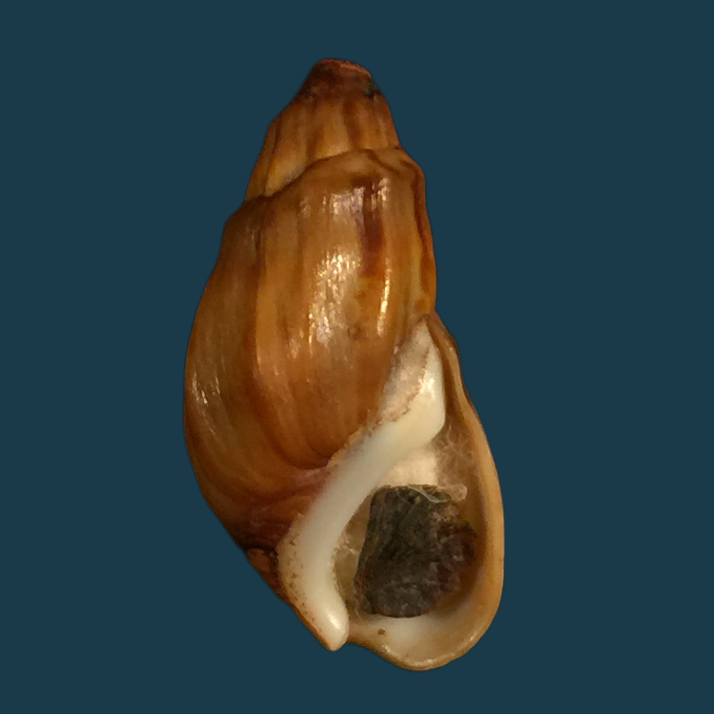 Melanopsis amabilis (Pallary, 1927) - 23mm