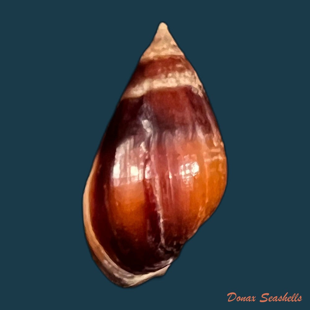 copia-de-melanopsis-foleyi-pallary-1920-19-5mm