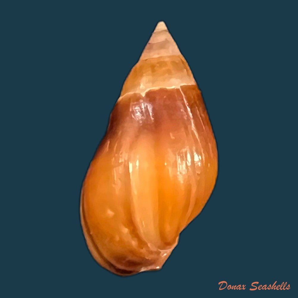 copia-de-melanopsis-foleyi-pallary-1920-19-8mm