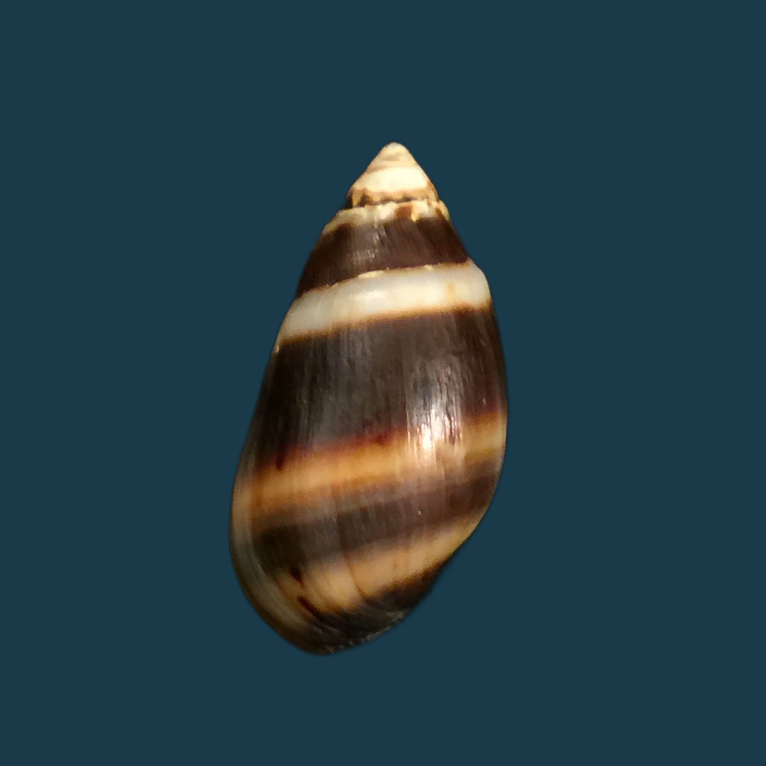 Melanopsis marocana fasciolata Bourguignat, 1884 - 26,2mm