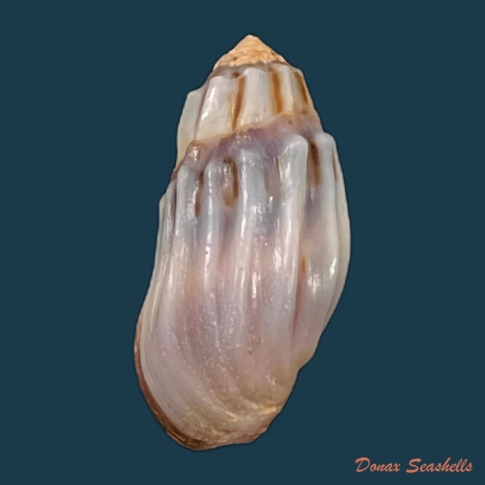 copia-de-melanopsis-magnifica-bourguignat-1886