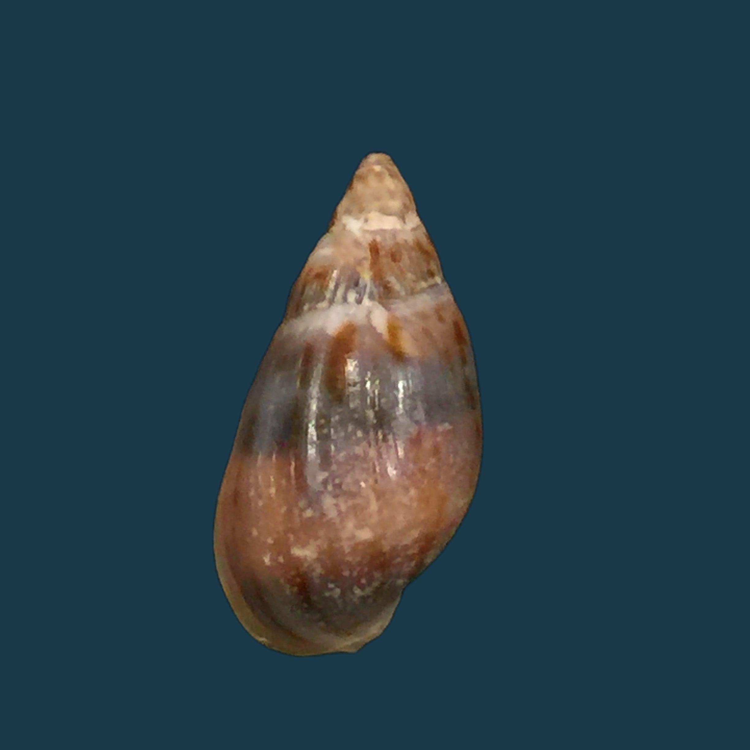 Melanopsis marteli Pallary, 1918 - 19,8mm