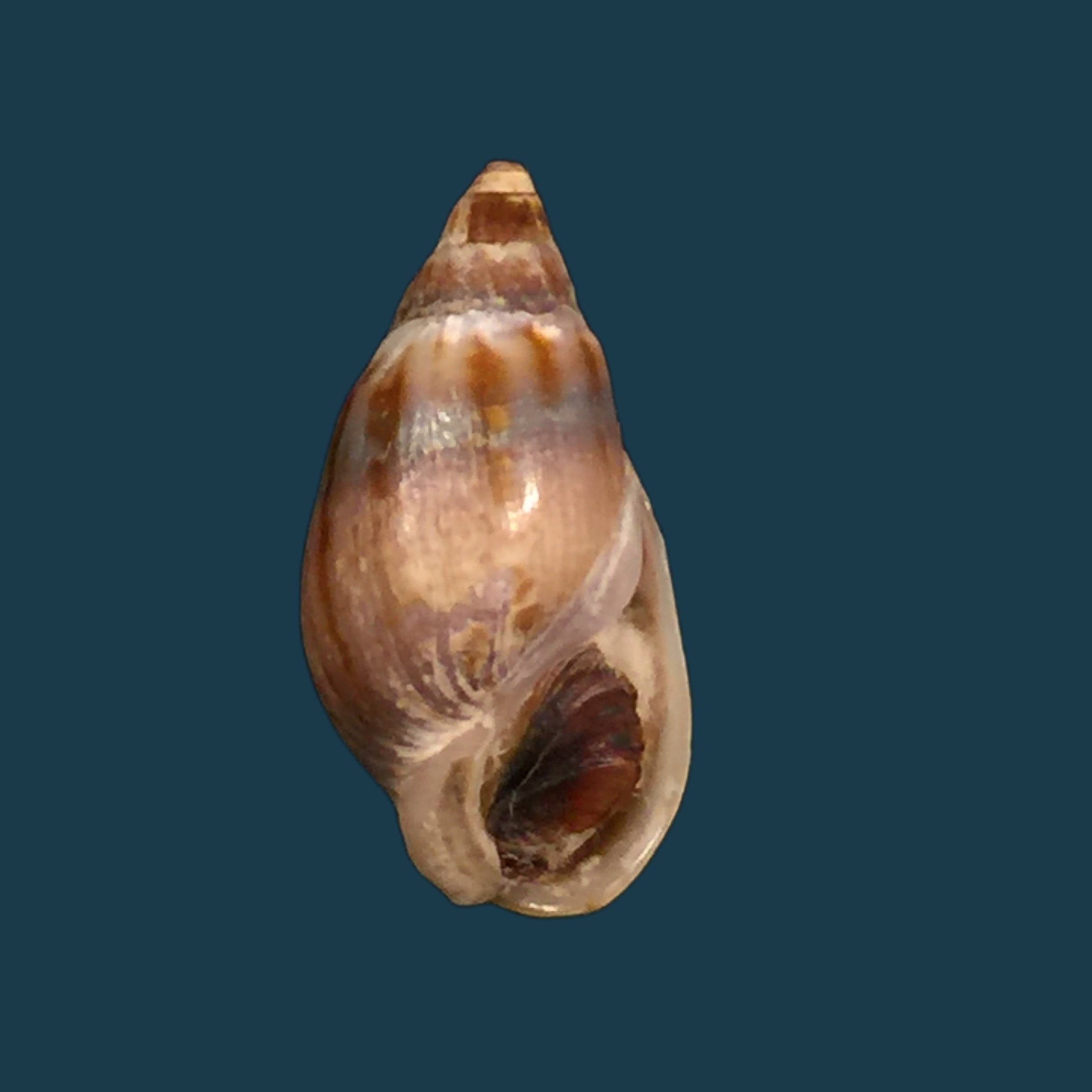 Melanopsis marteli Pallary, 1918 - 19,8mm