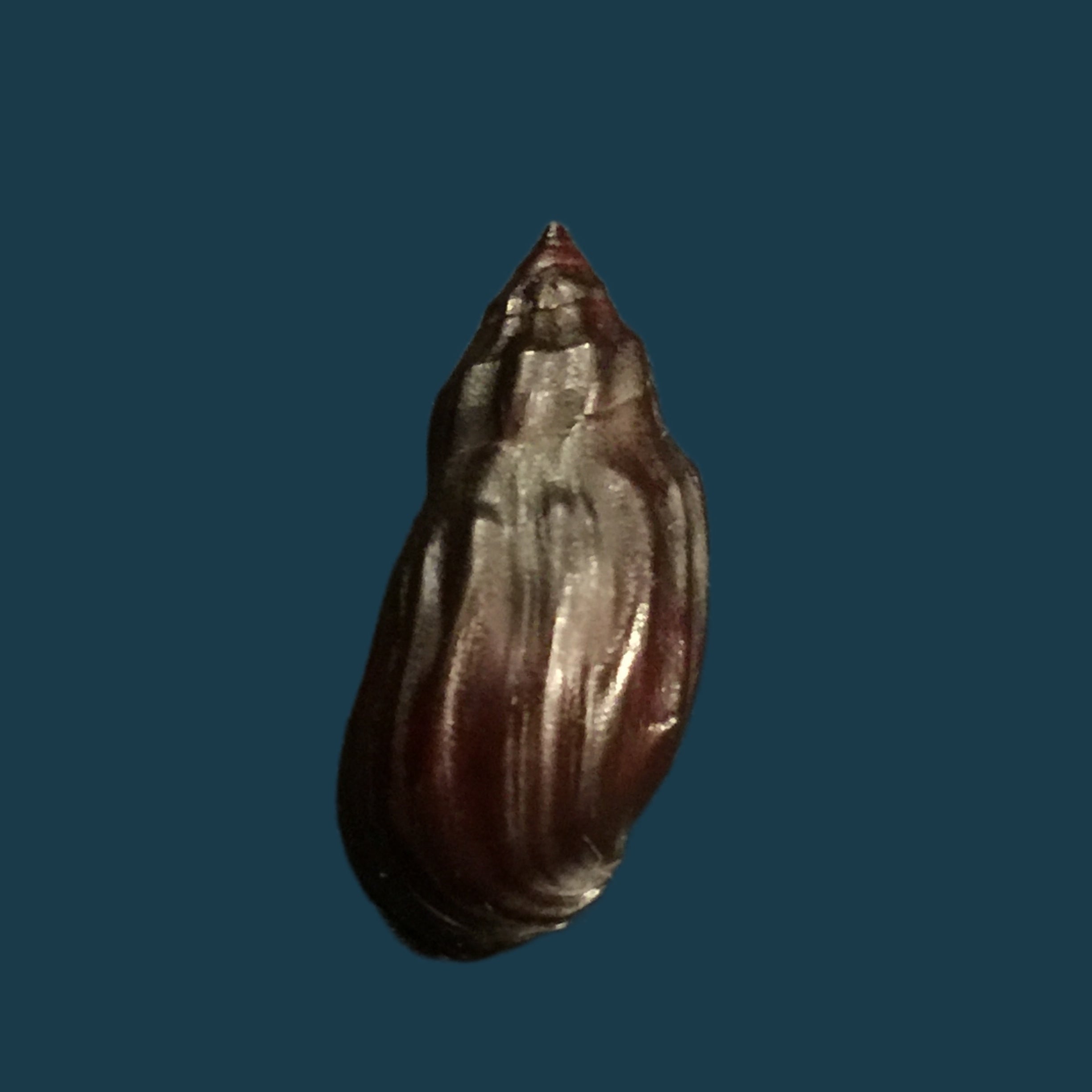 Melanopsis magnifica concolor Pallary, 1927 - 29,1mm