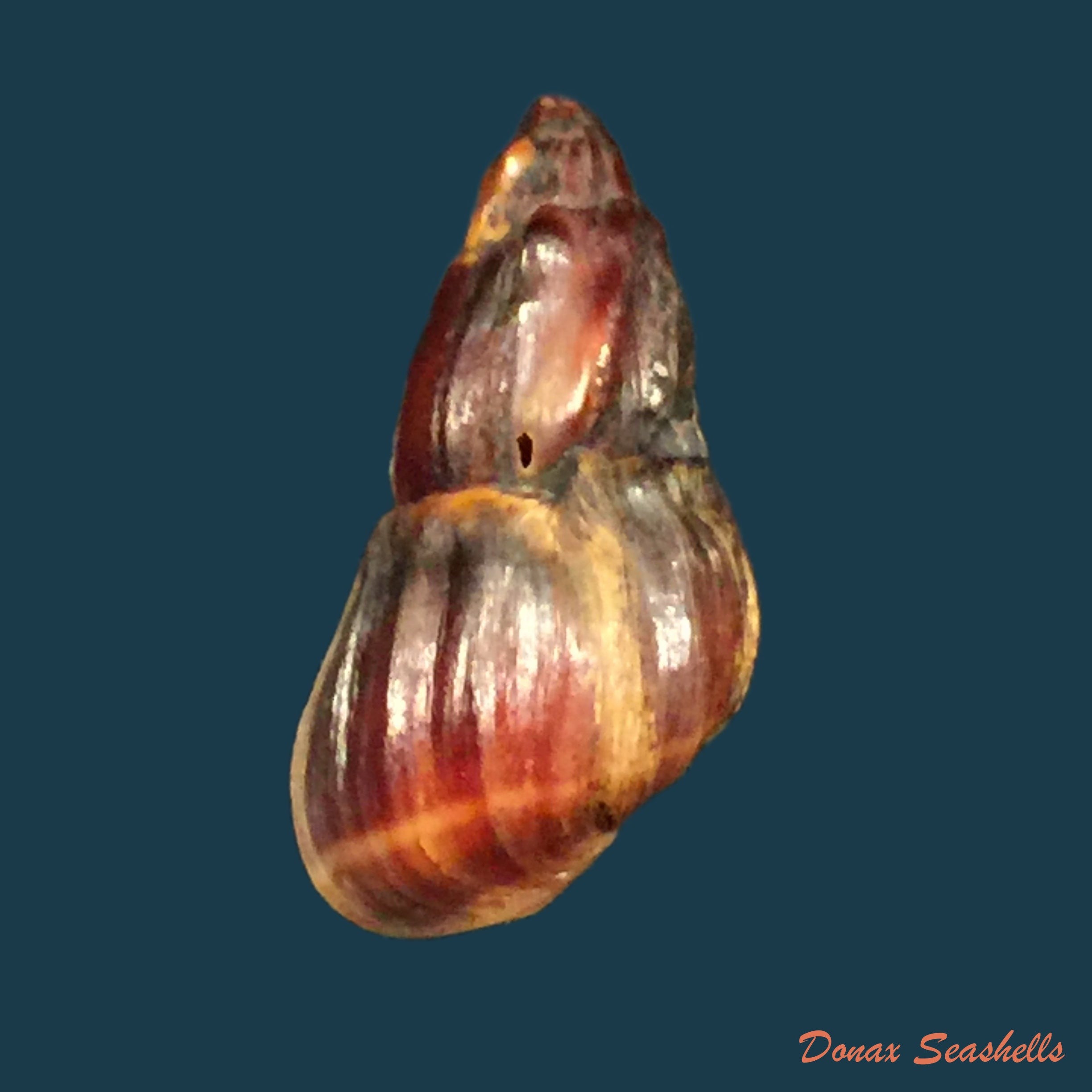 copia-de-melanopsis-marteli-pallary-1918-19-8mm