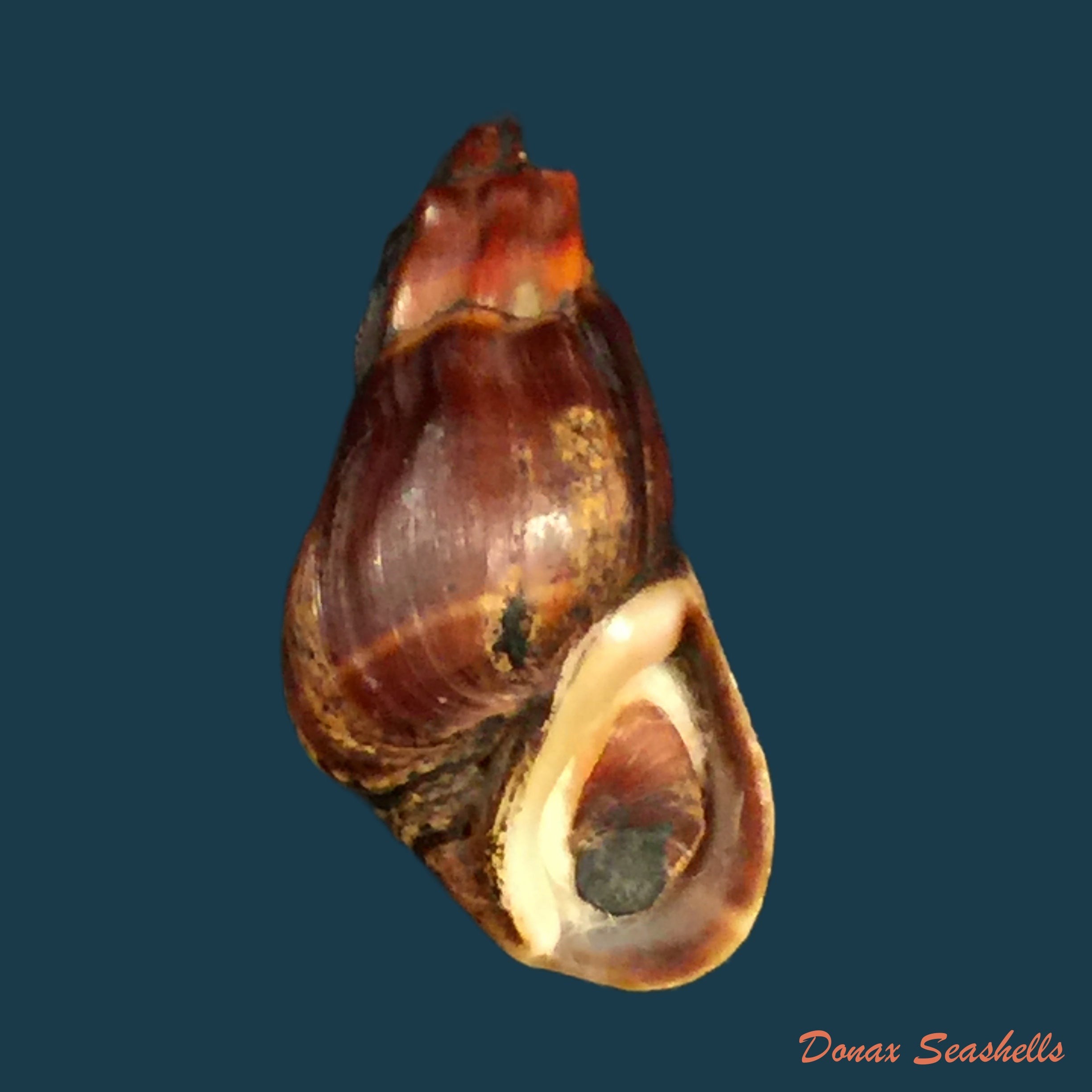 copia-de-melanopsis-marteli-pallary-1918-19-8mm