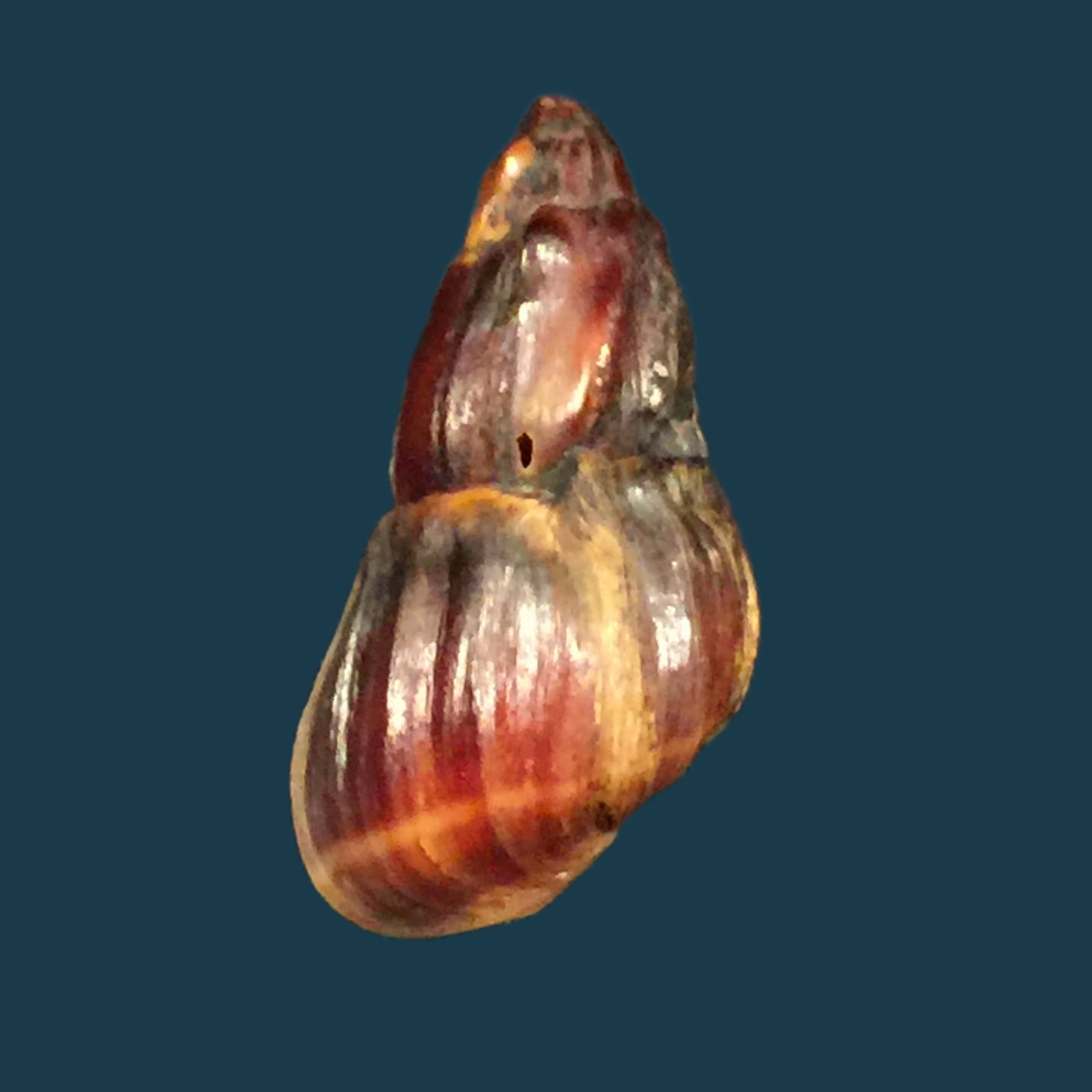 Melanopsis subimpressa Pallary, 1920 - 27,9mm