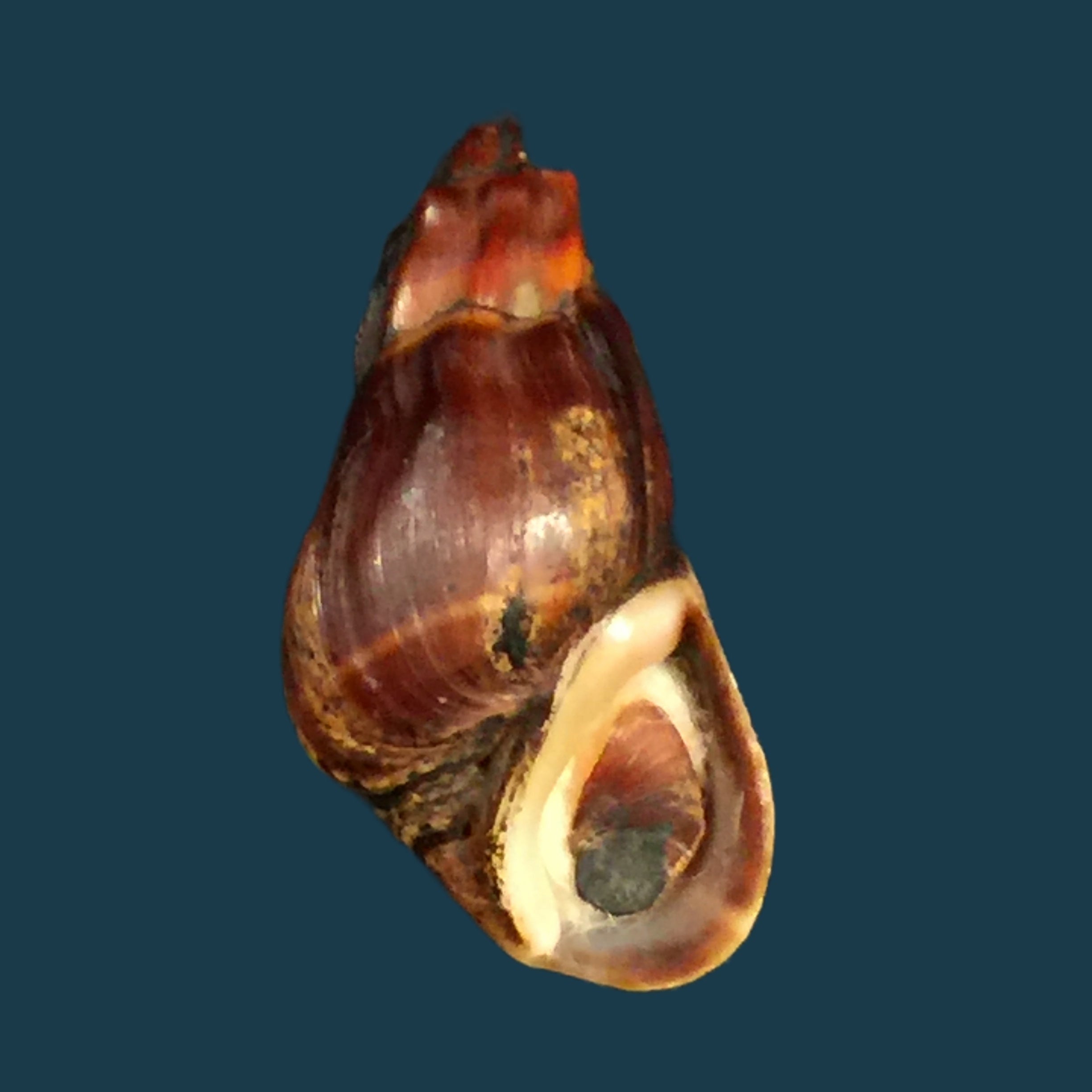 Melanopsis subimpressa Pallary, 1920 - 27,9mm