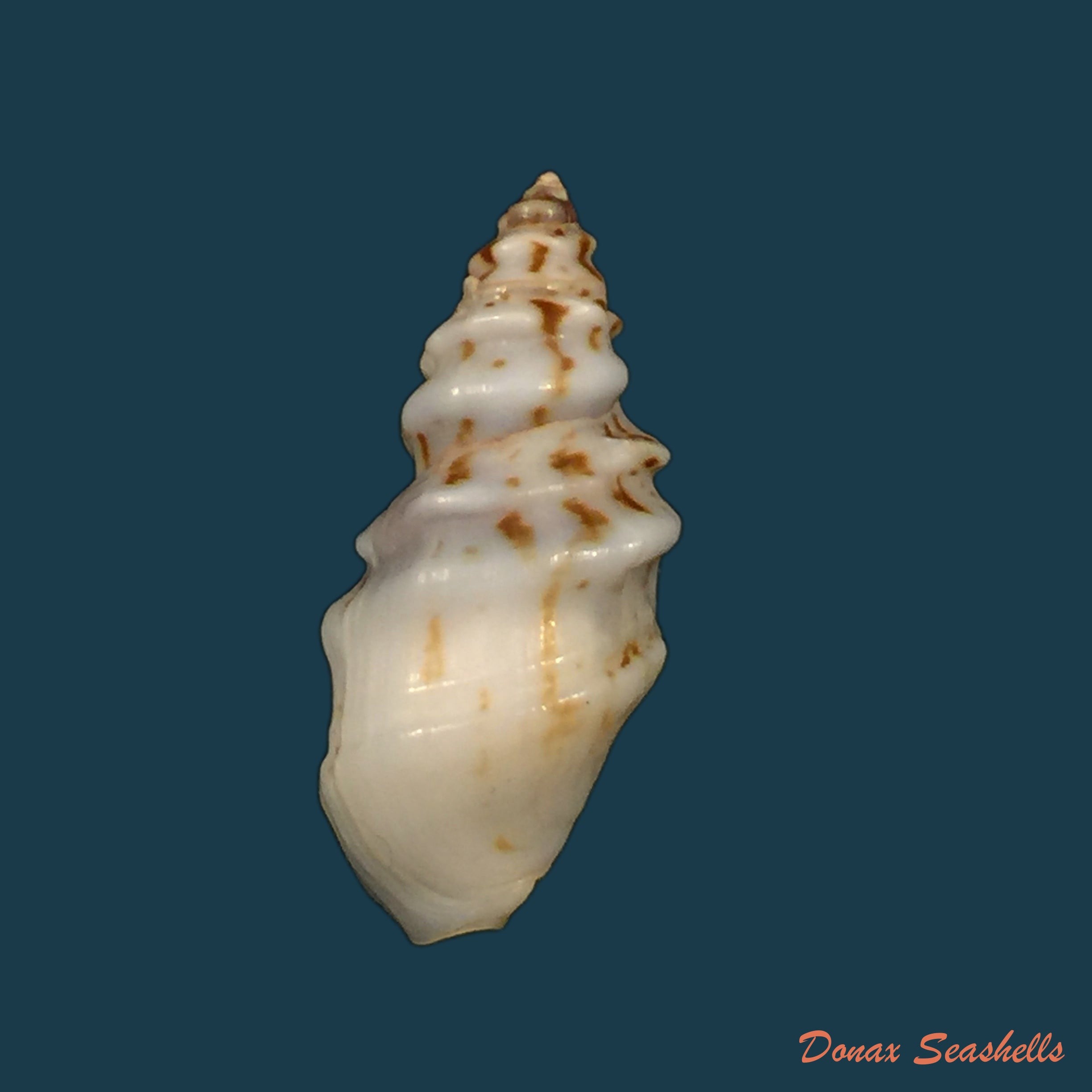 copia-de-melanopsis-mattarica-pallary-1918-15-2mm