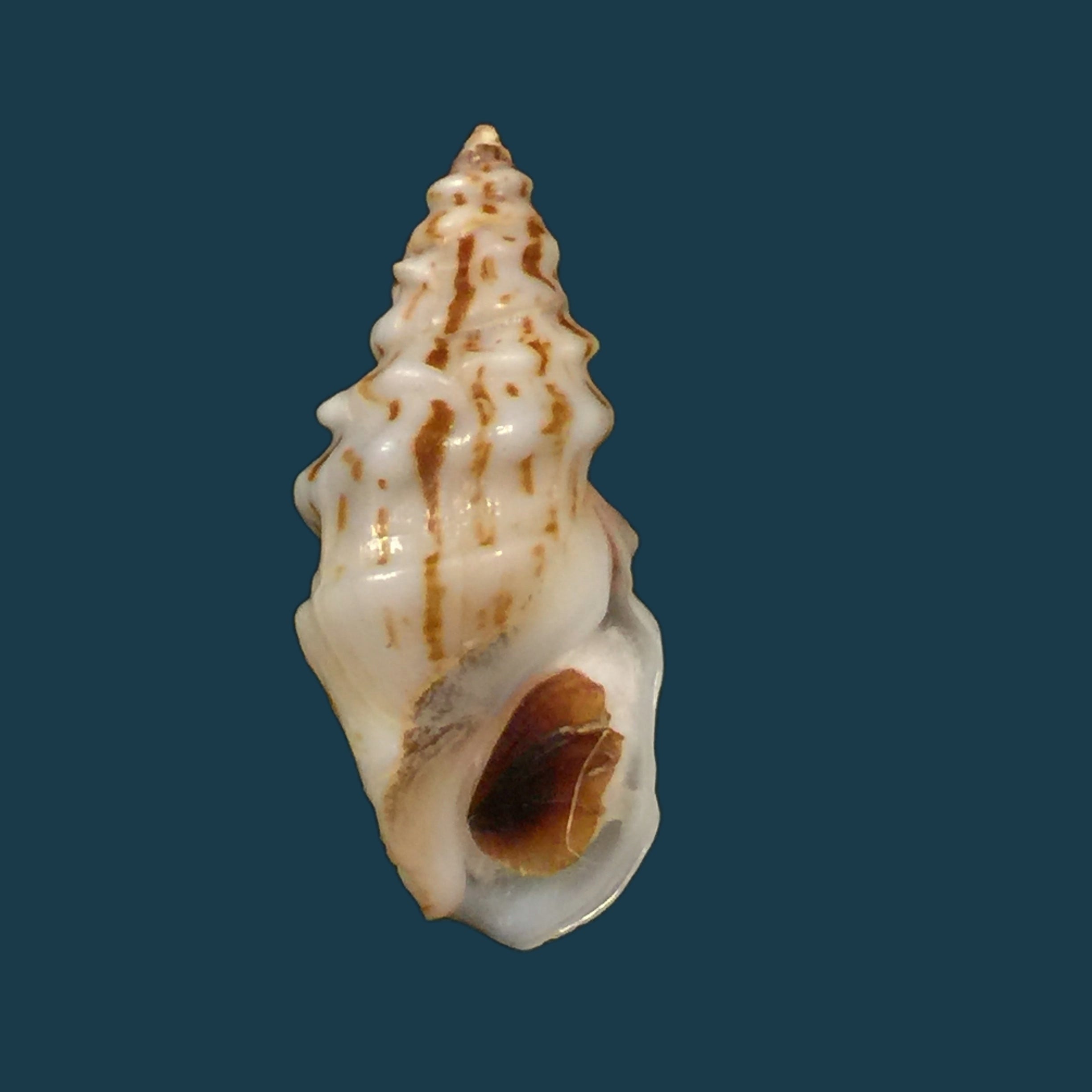 Melanopsis tricarinata coronata J. Ahuir, 2015 - 31,5mm