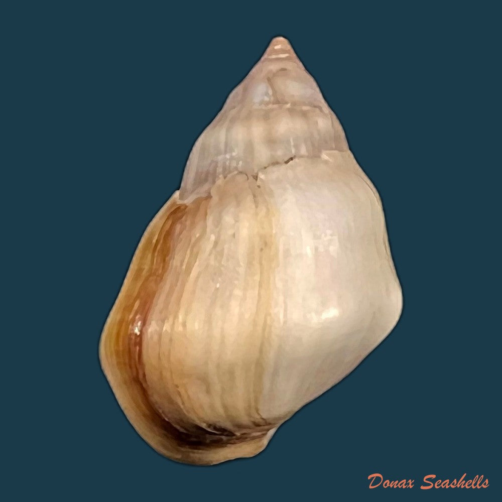 copia-de-melanopsis-mourebeyensis-pallary-1901-21-8mm