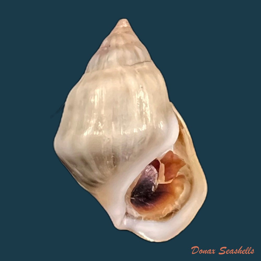 copia-de-melanopsis-mourebeyensis-pallary-1901-21-8mm