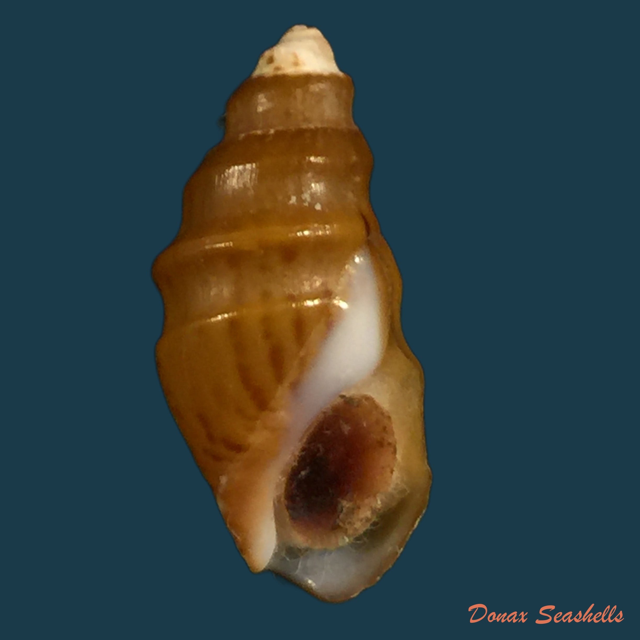 copia-de-melanopsis-percarinata-pallary-1918
