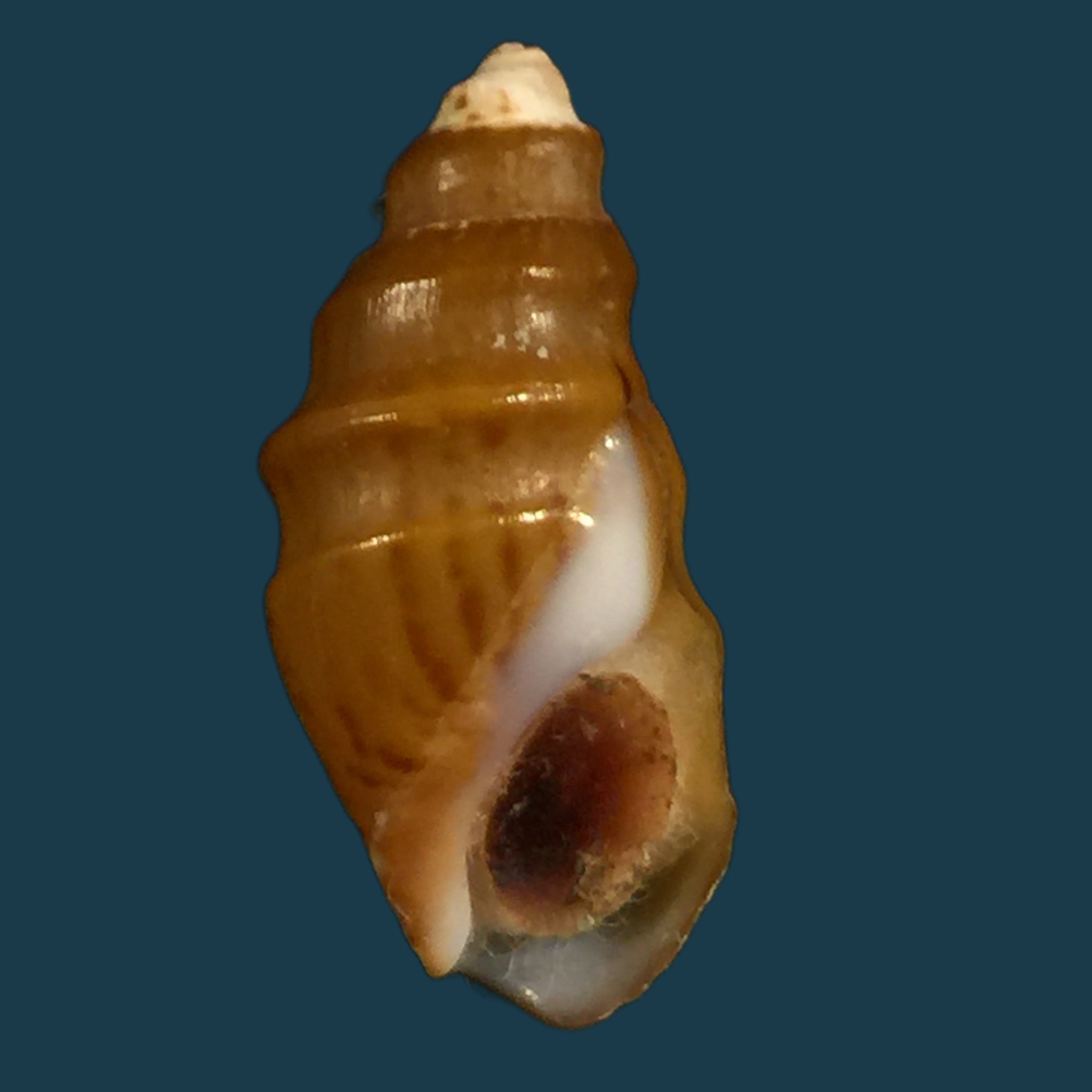 Melanopsis tricarinata (Bruguière, 1789) - 20,6mm