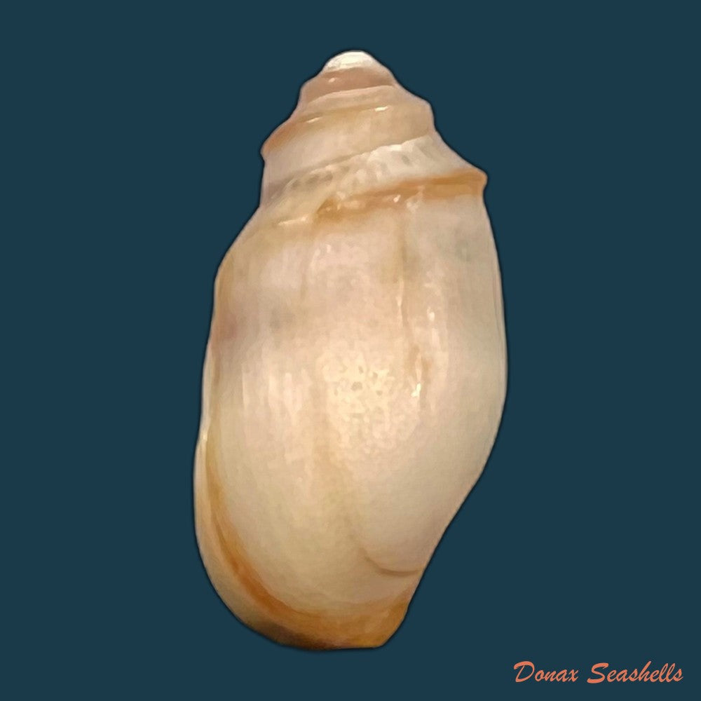 copia-de-melanopsis-percarinata-pallary-1919
