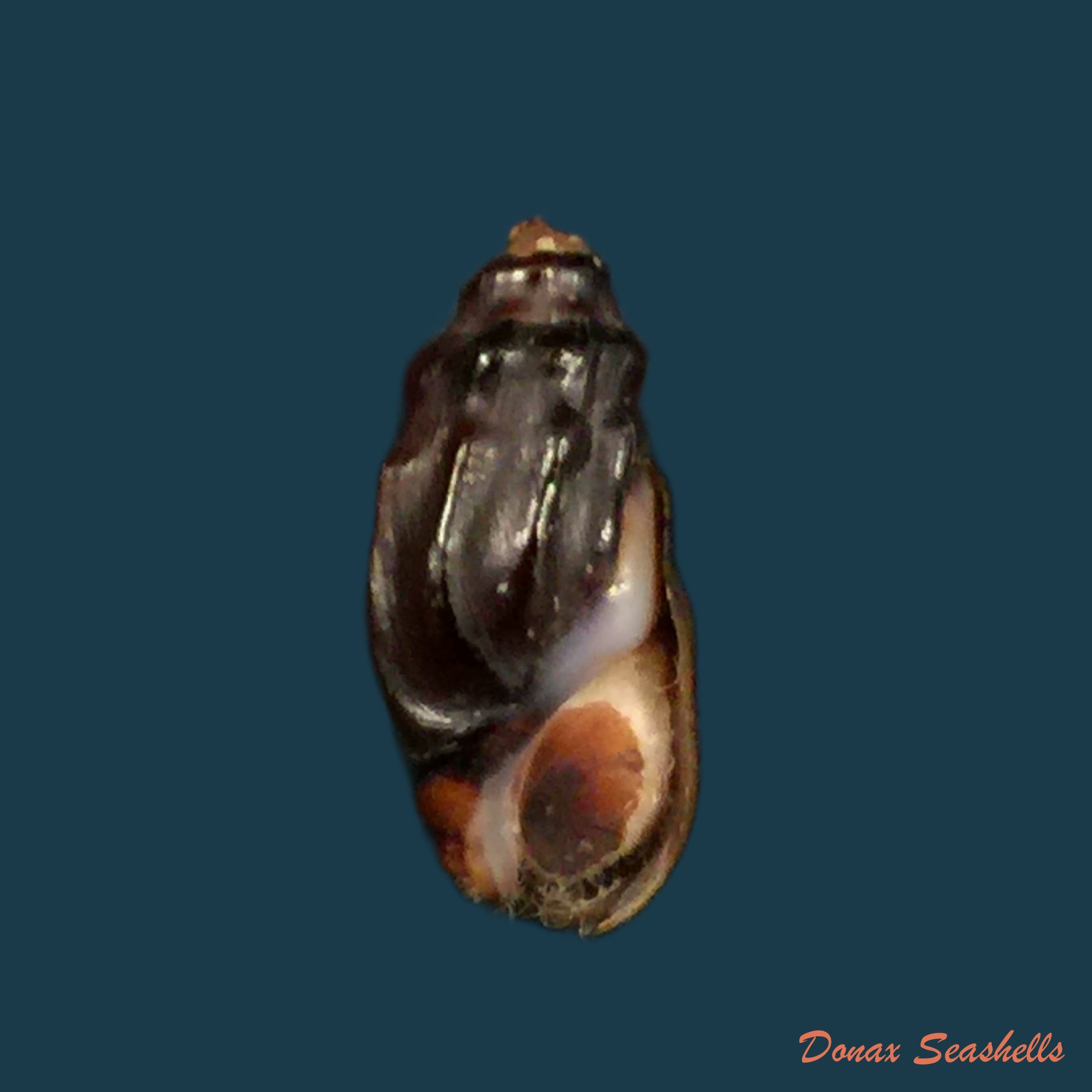 copia-de-melanopsis-subimpressa-pallary-1920-27-9mm