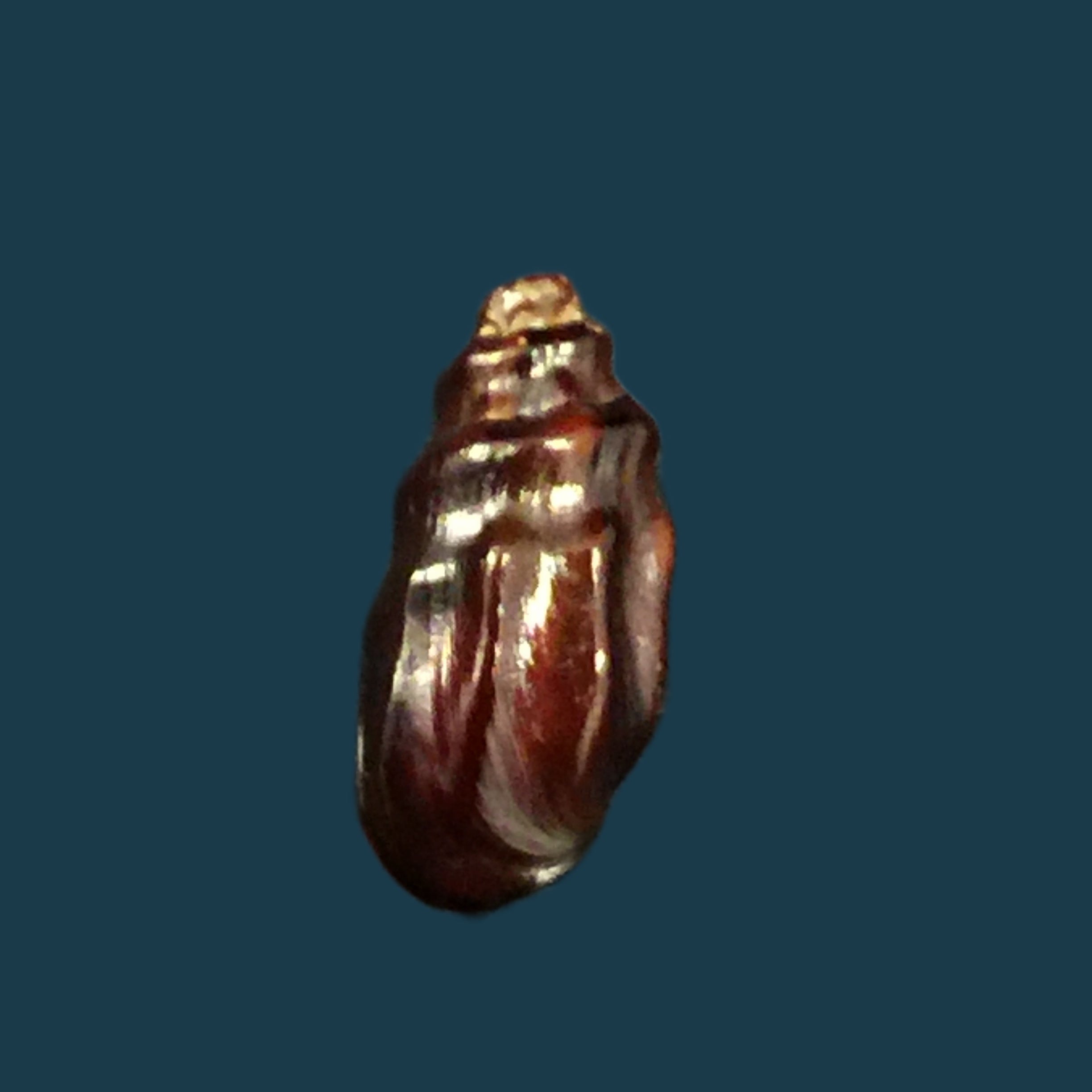 Melanopsis mattarica Pallary, 1918 - 15,2mm