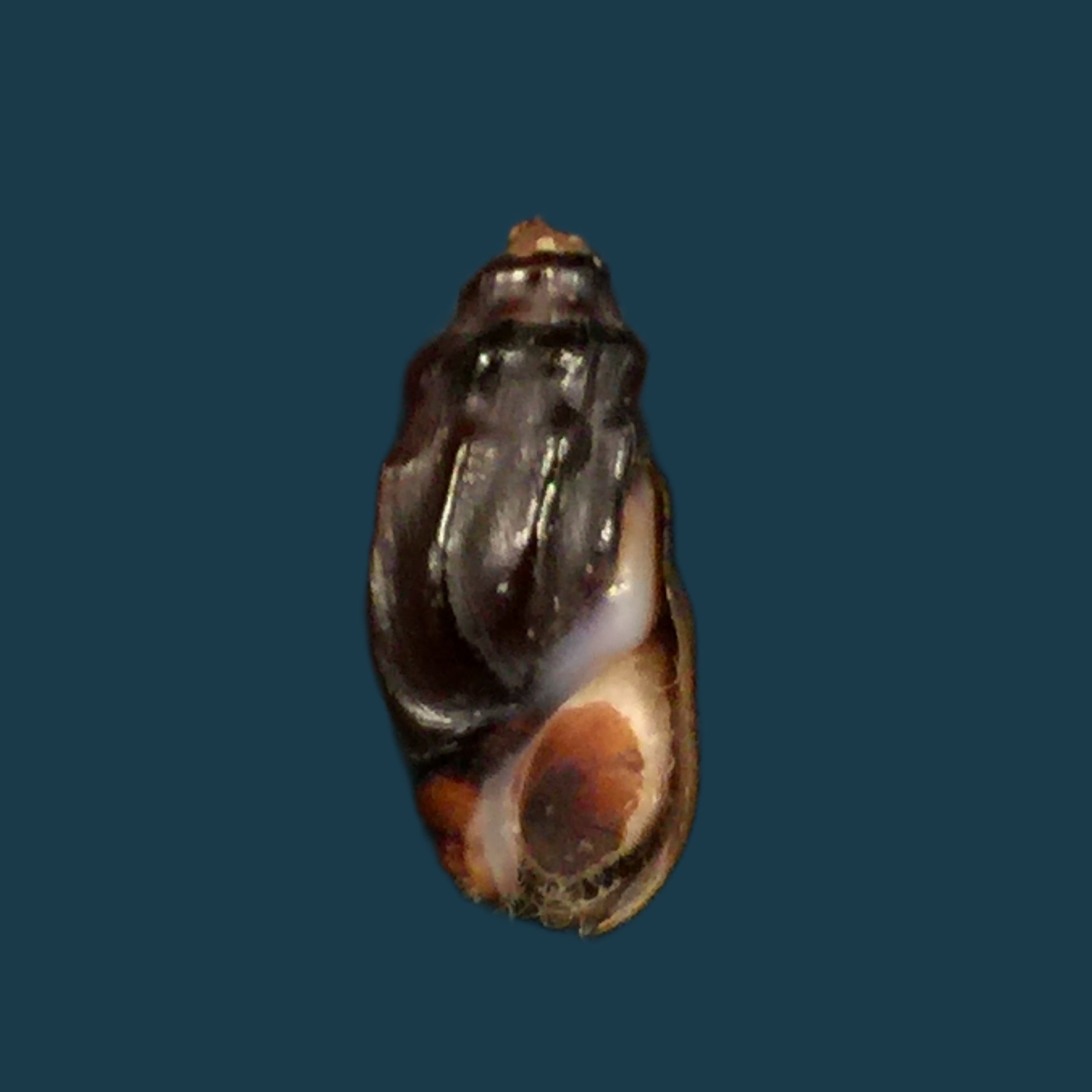 Melanopsis mattarica Pallary, 1918 - 15,2mm