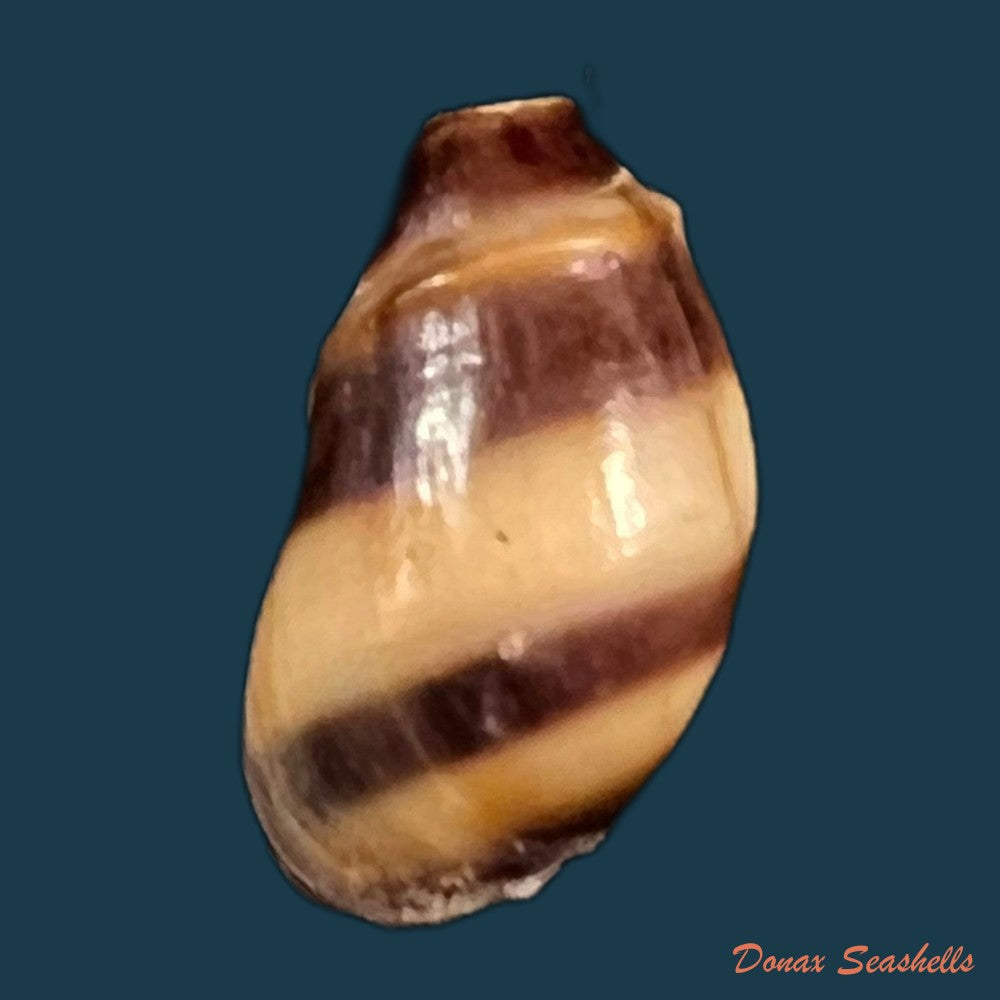 copia-de-melanopsis-torquilla-pallary-1920-13-3mm