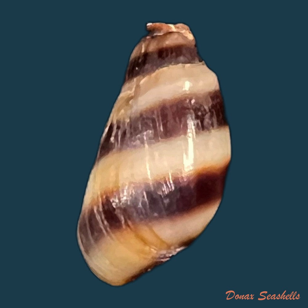 copia-de-melanopsis-torquilla-pallary-1920-14mm