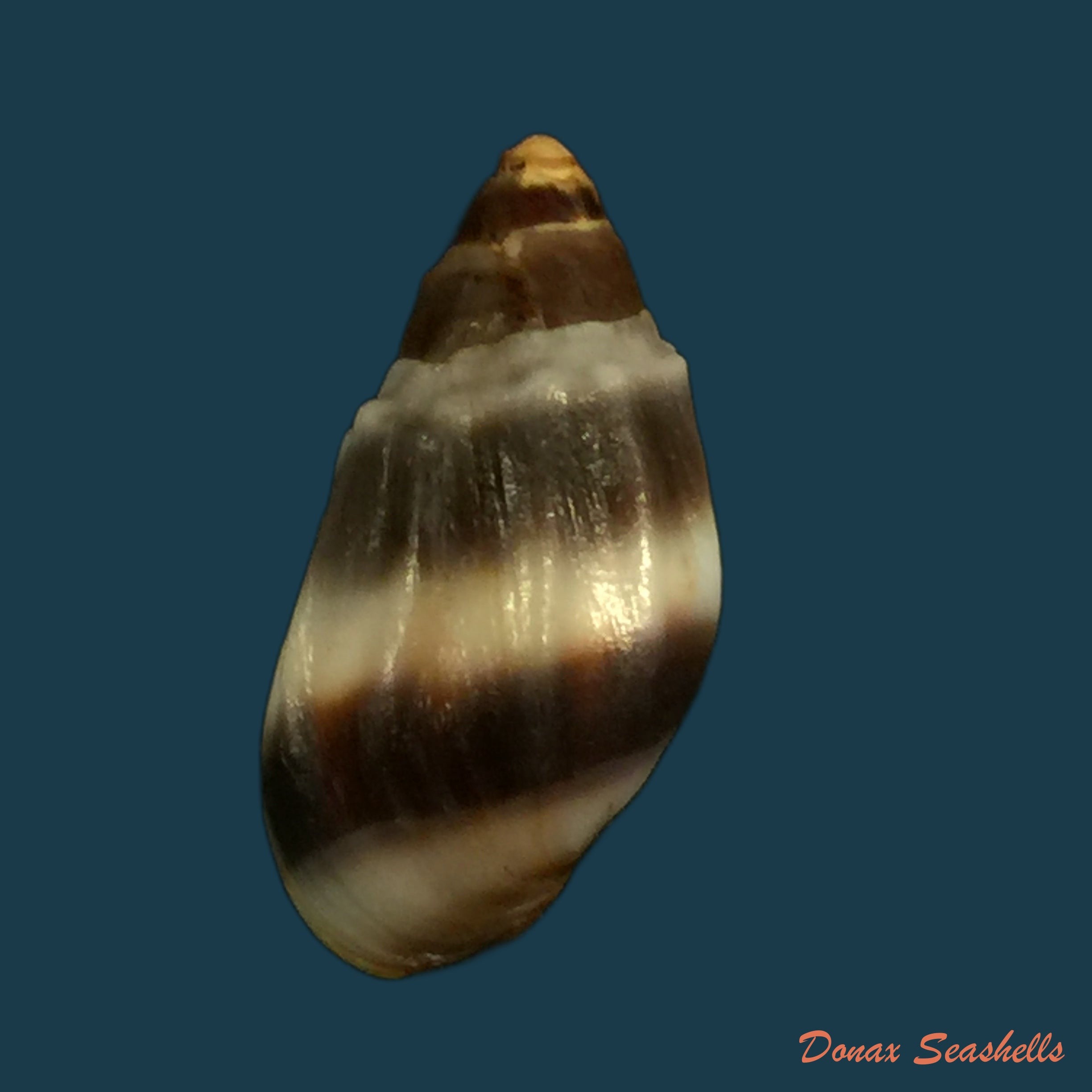 copia-de-melanopsis-tricarinata-bruguiere-1789
