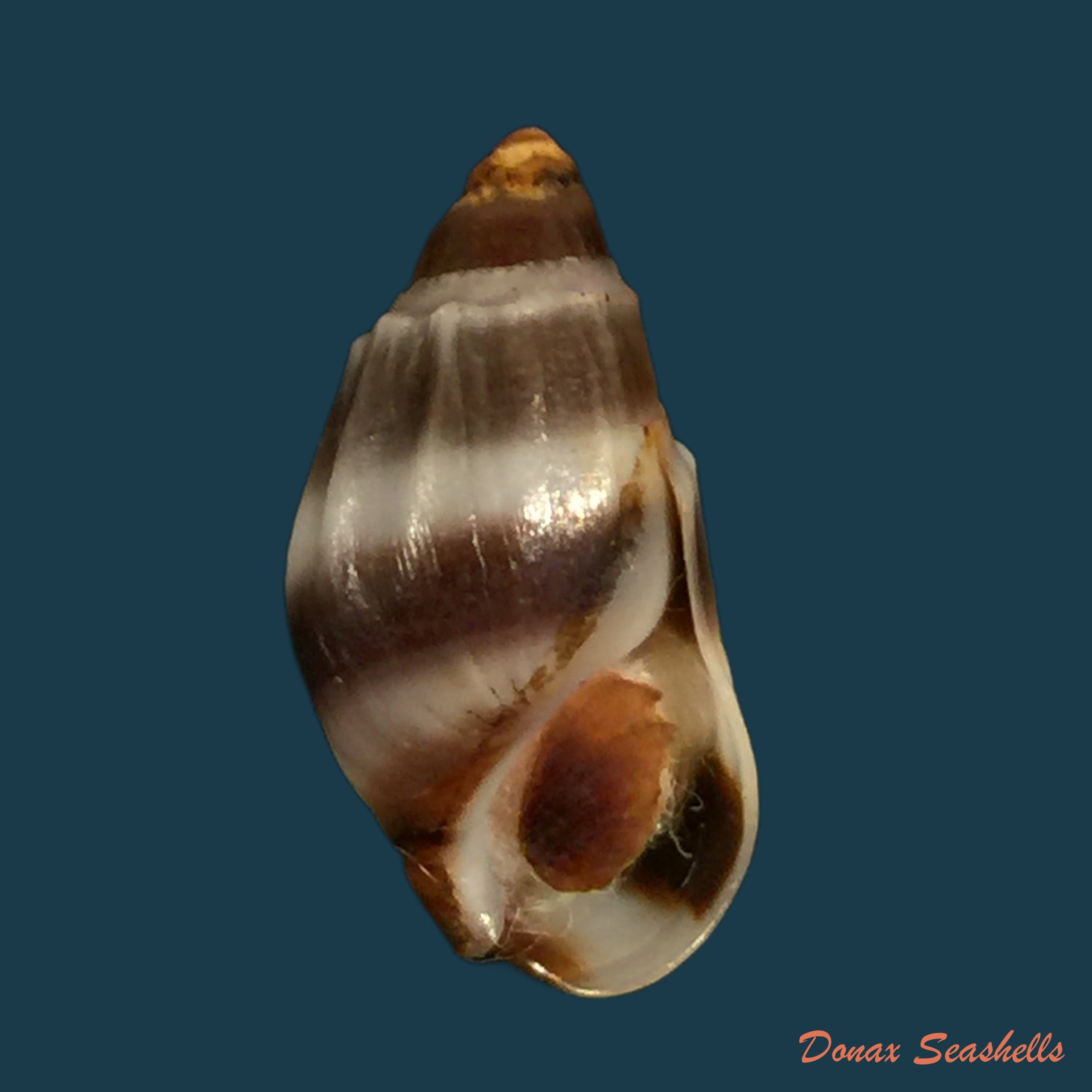 copia-de-melanopsis-tricarinata-bruguiere-1789