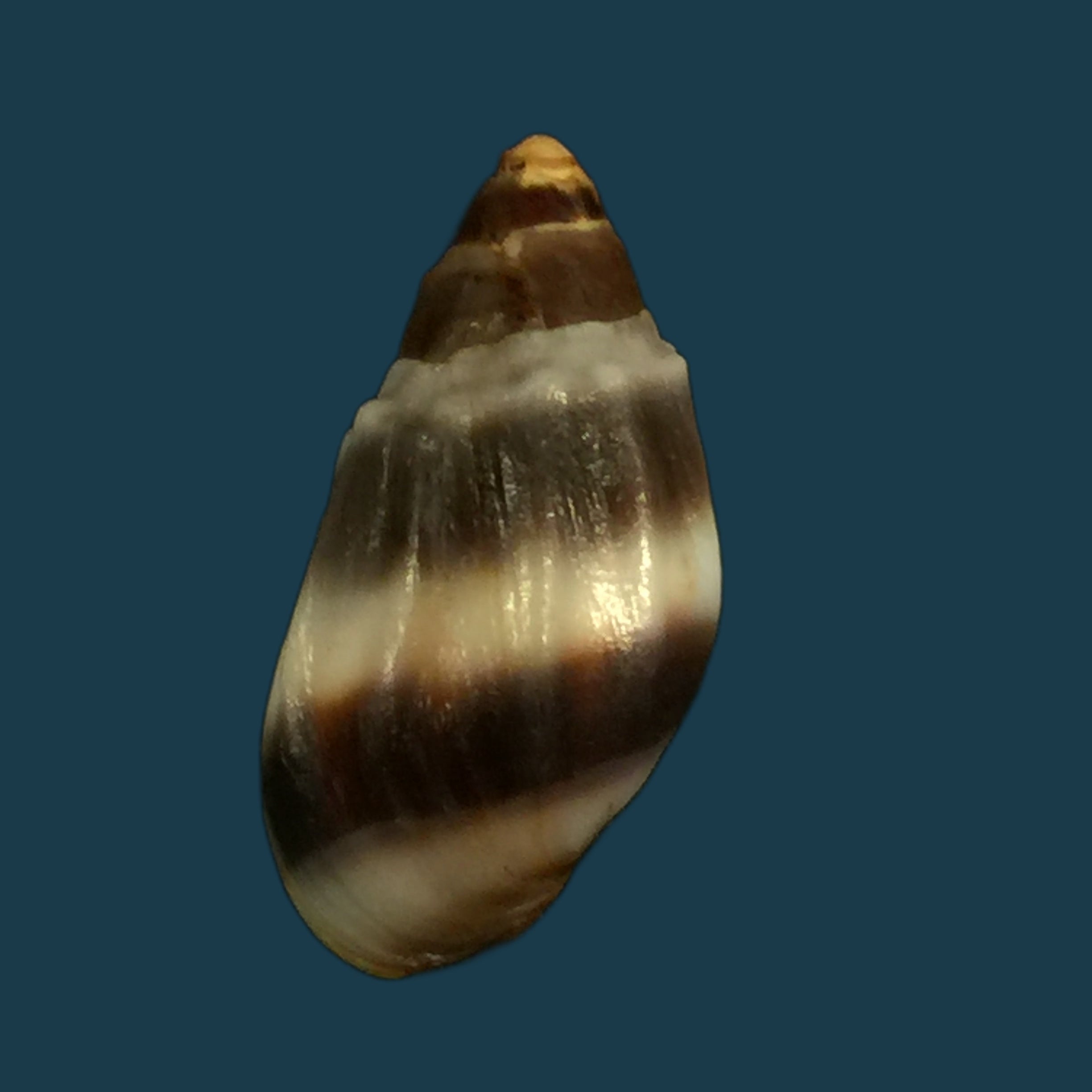 Melanopsis edrissiana Pallary, 1918 - 18,3mm