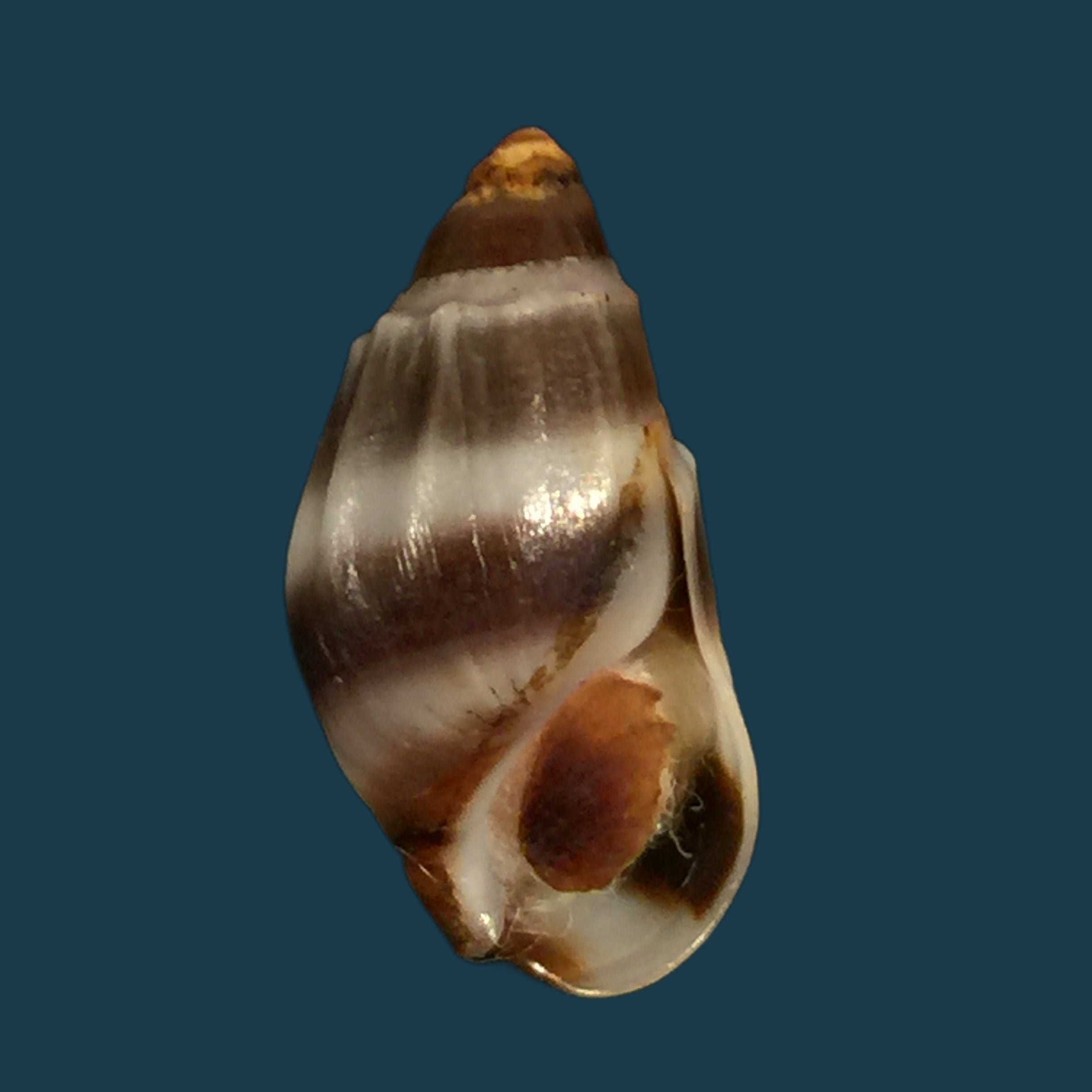 Melanopsis edrissiana Pallary, 1918 - 18,3mm