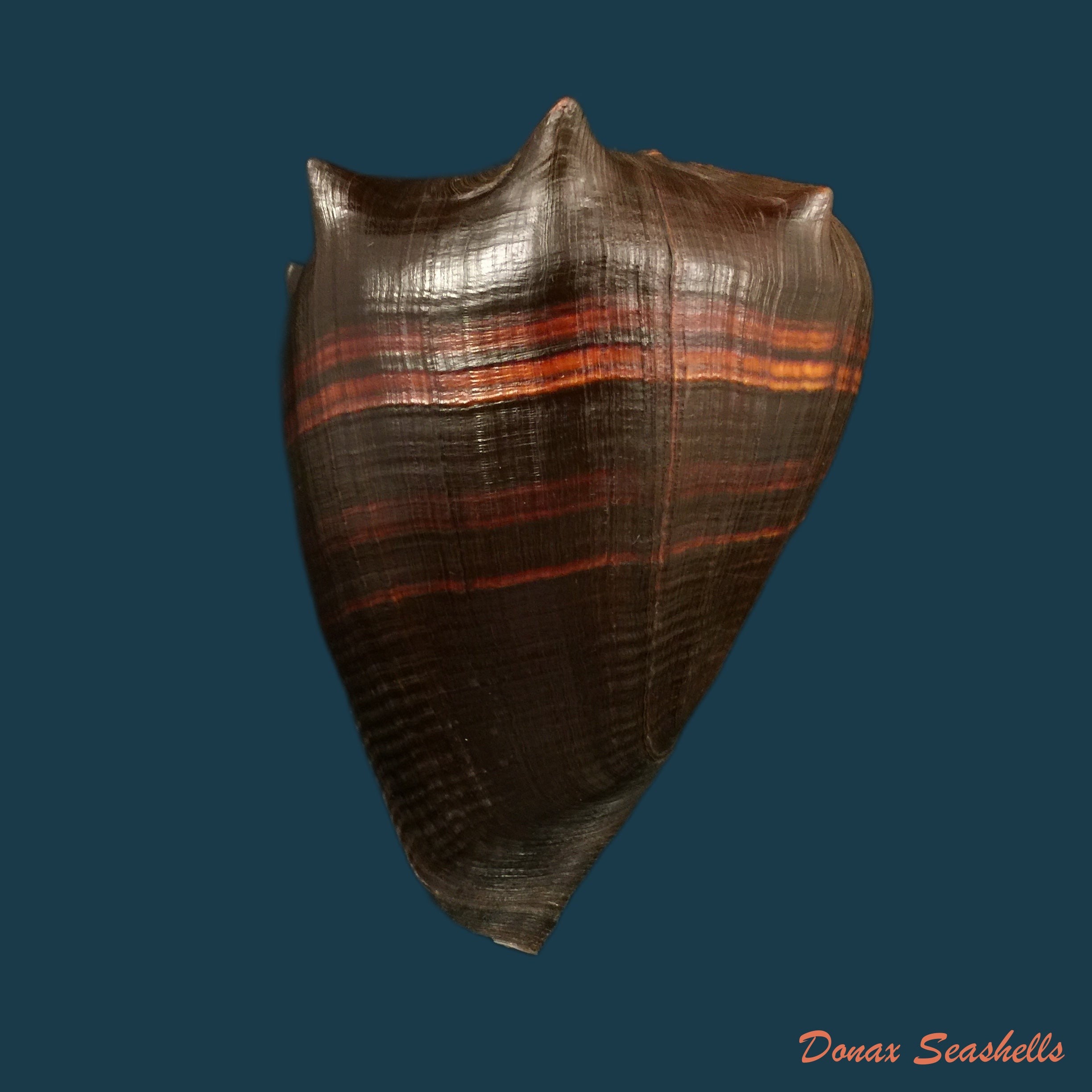 copia-de-melongena-patula-broderip-sowerby-1829-118-7mm