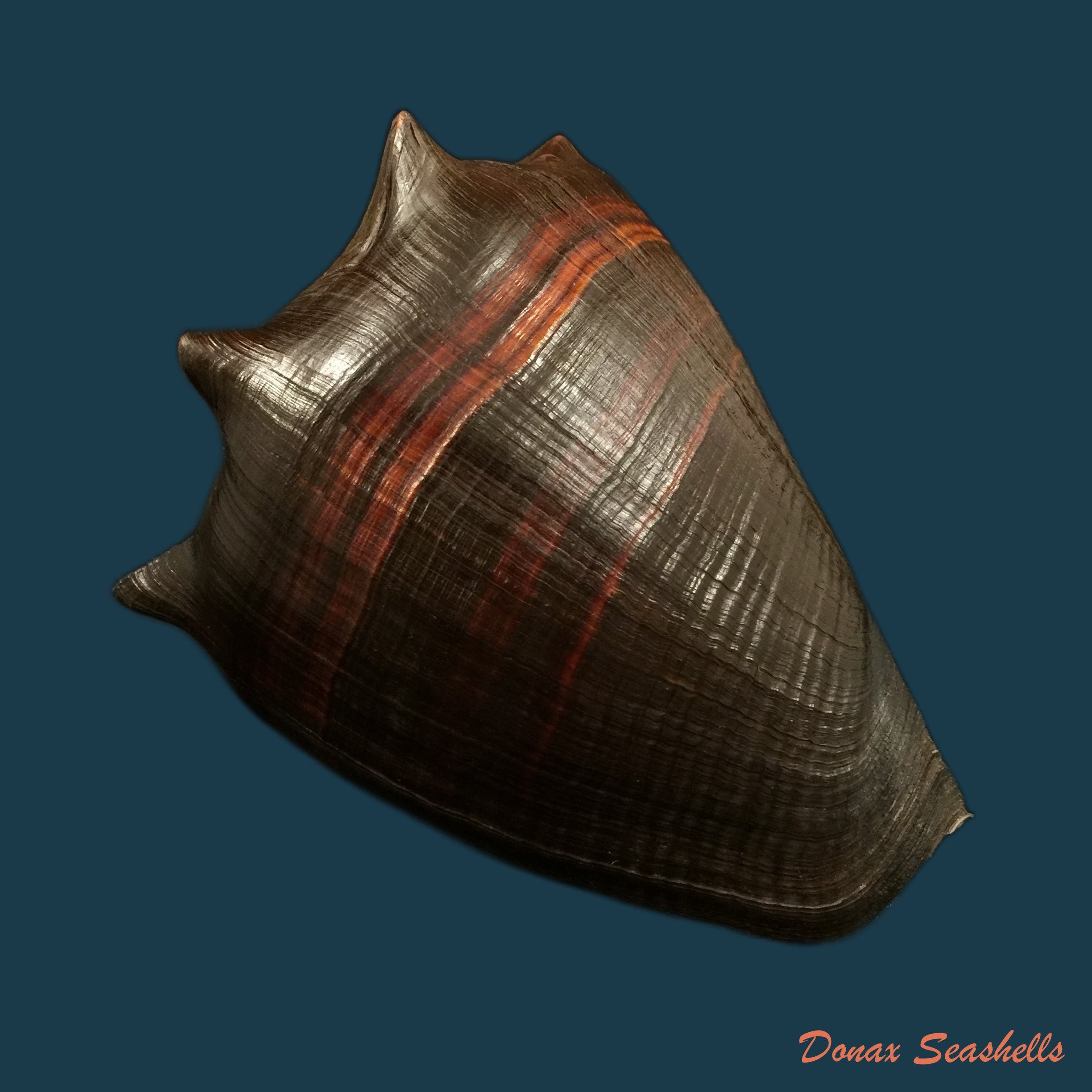 copia-de-melongena-patula-broderip-sowerby-1829-118-7mm