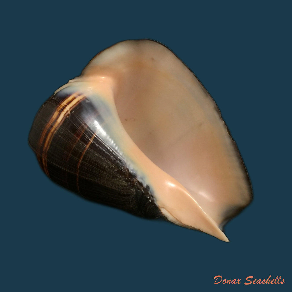 copia-de-melongena-patula-broderip-sowerby-1829-118-7mm