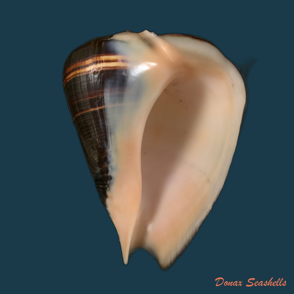 copia-de-melongena-patula-broderip-sowerby-1829-118-7mm