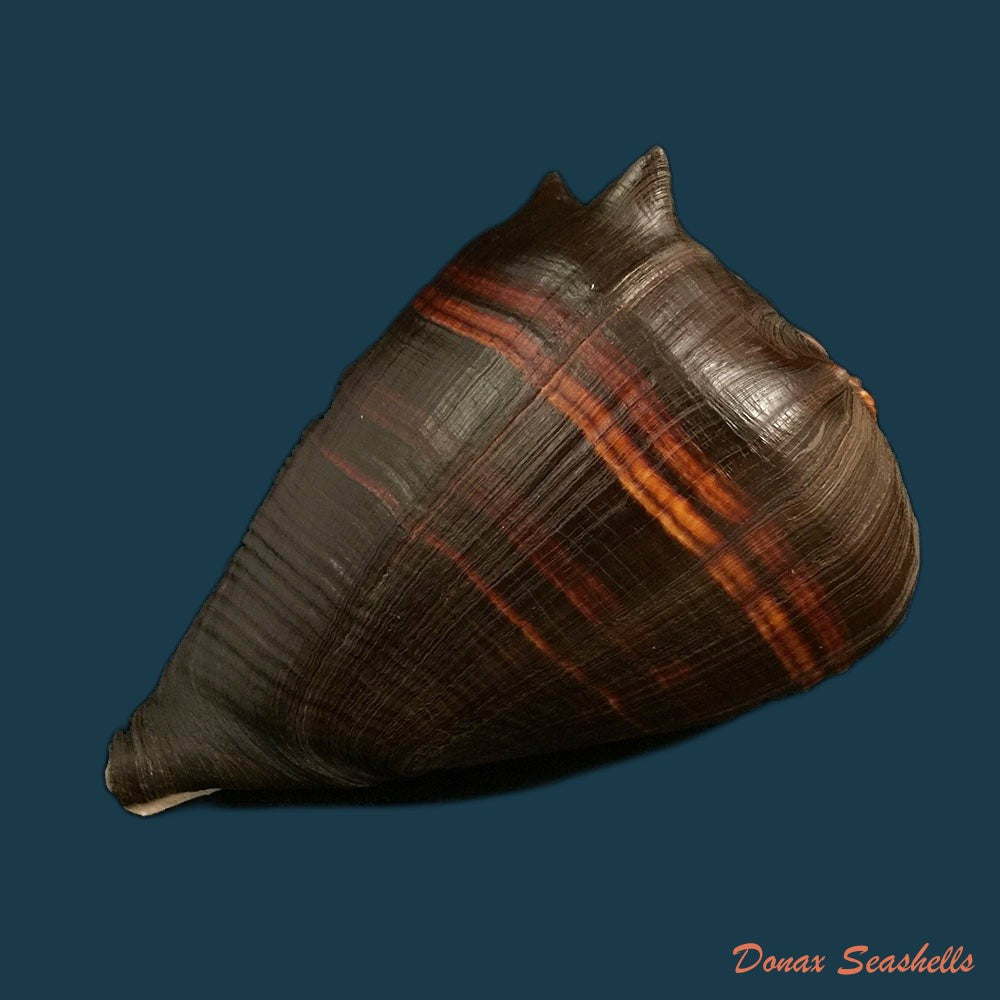 copia-de-melongena-patula-broderip-sowerby-1829-118-7mm