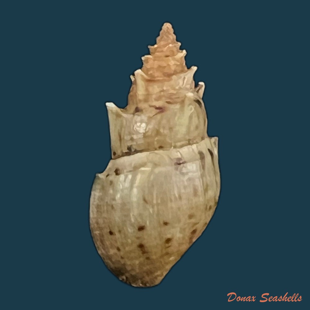 copia-de-mieniplotia-scabra-o-f-muller-1774-23-5mm