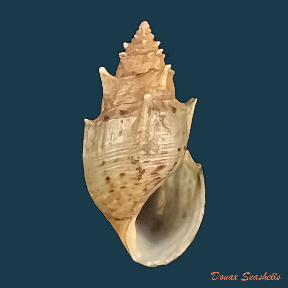 copia-de-mieniplotia-scabra-o-f-muller-1774-23-5mm
