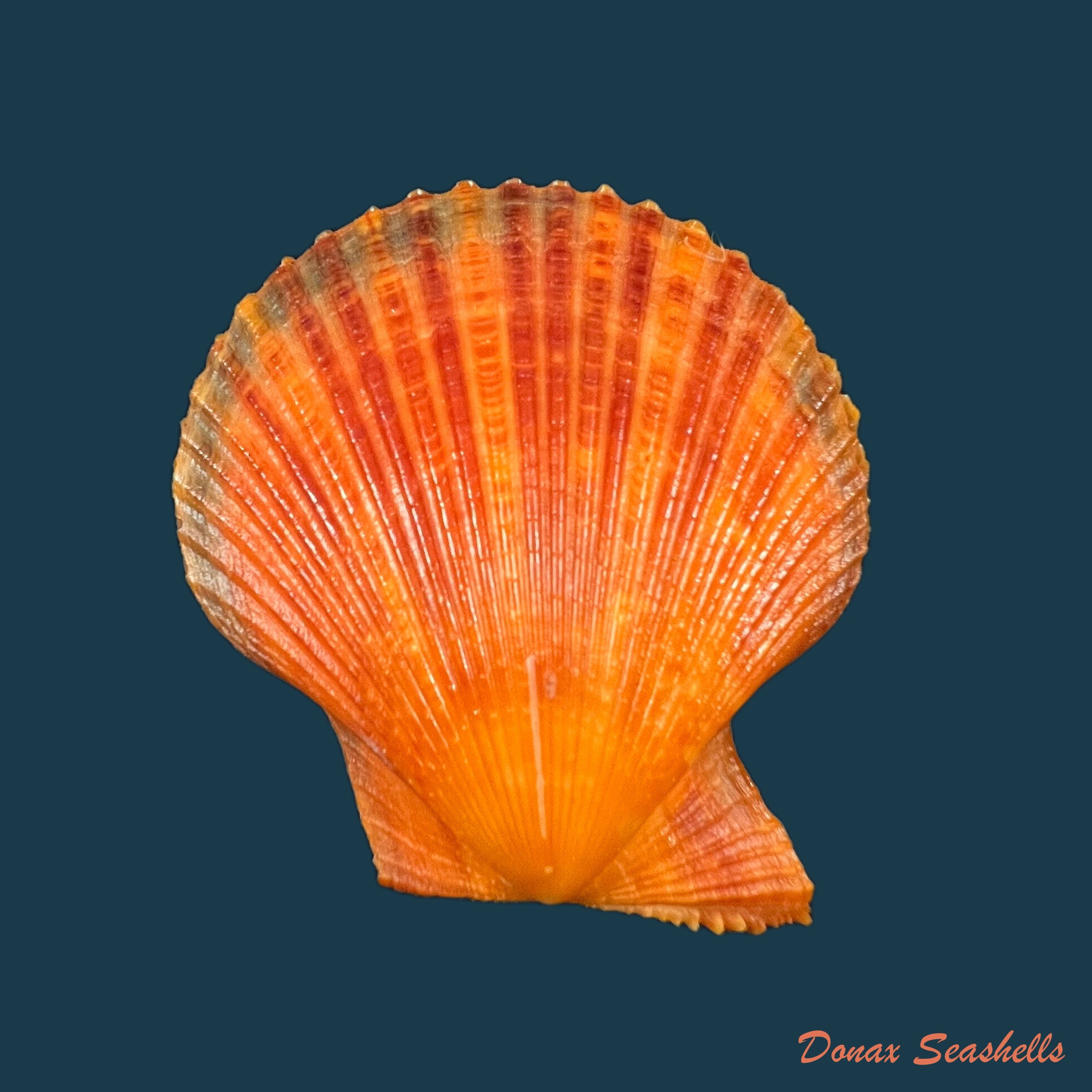 copia-de-mimachlamys-sanguinea-linnaeus-1758-51-5mm