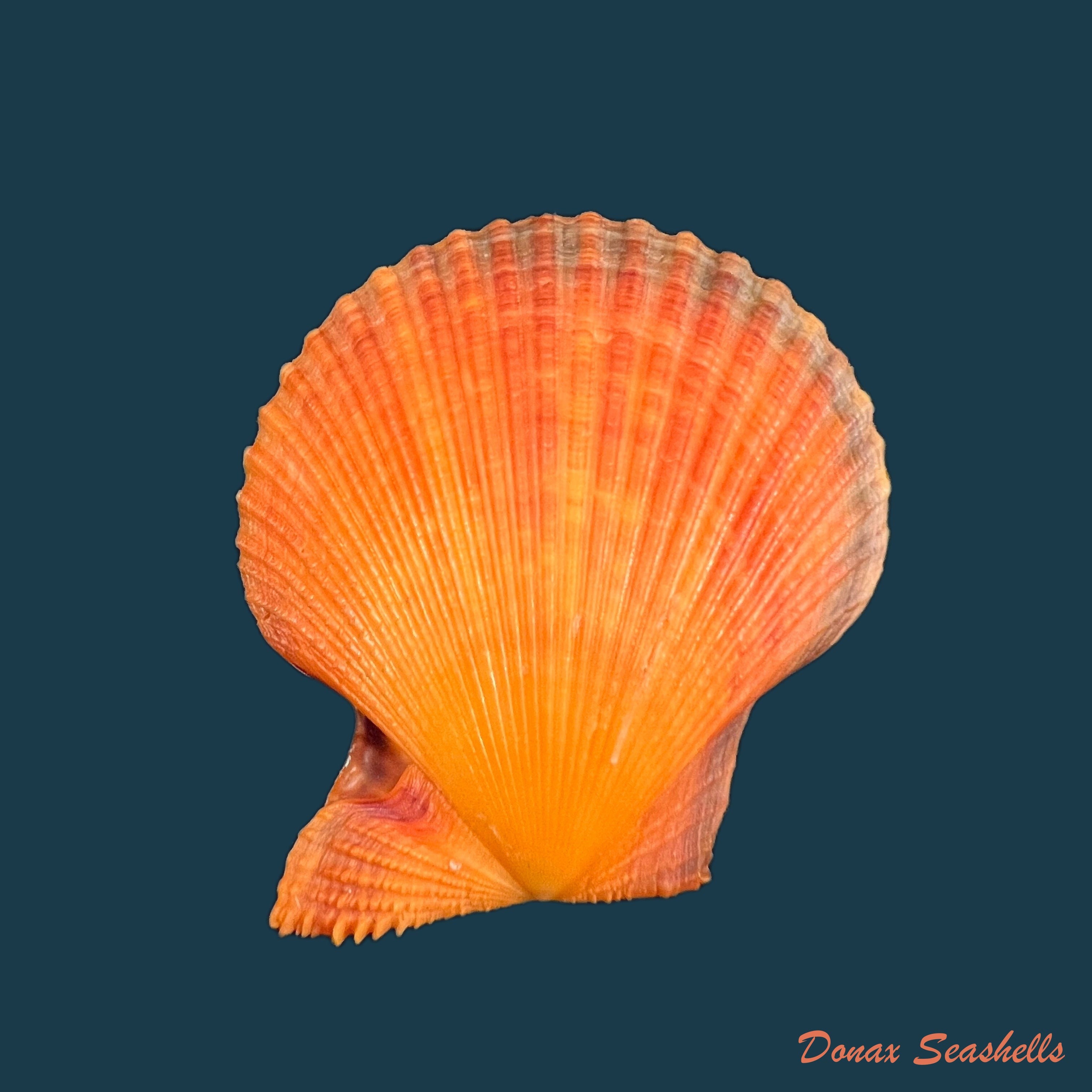 copia-de-mimachlamys-sanguinea-linnaeus-1758-51-5mm