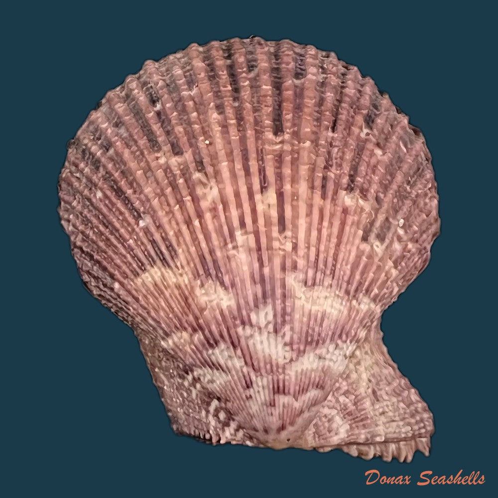 copia-de-mimachlamys-varia-linnaeus-1758-54-7mm